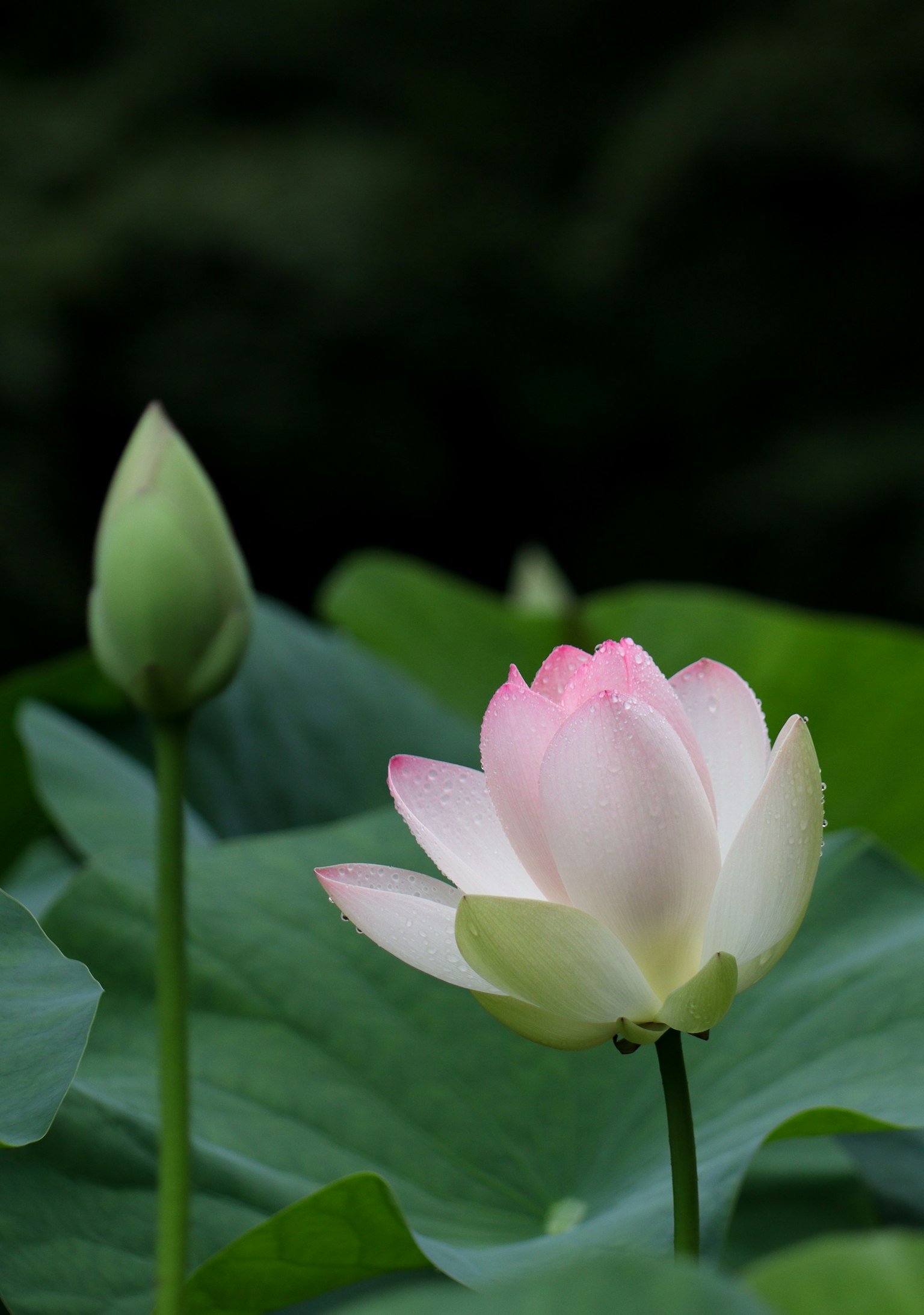 Un bellissimo fiore di loto e un bocciolo circondati da foglie verdi
