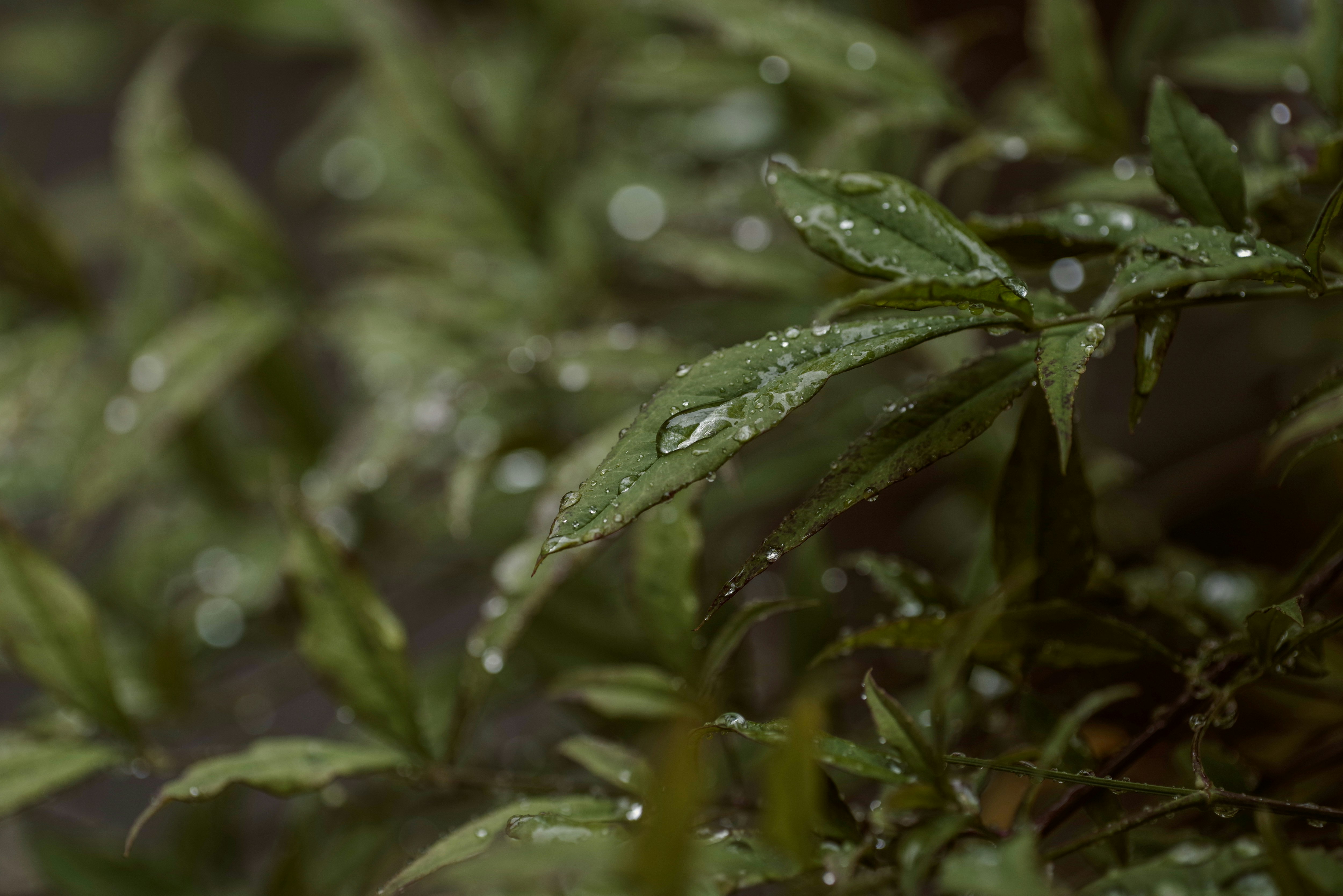 雨上がりの葉に残るしずくのクローズアップ