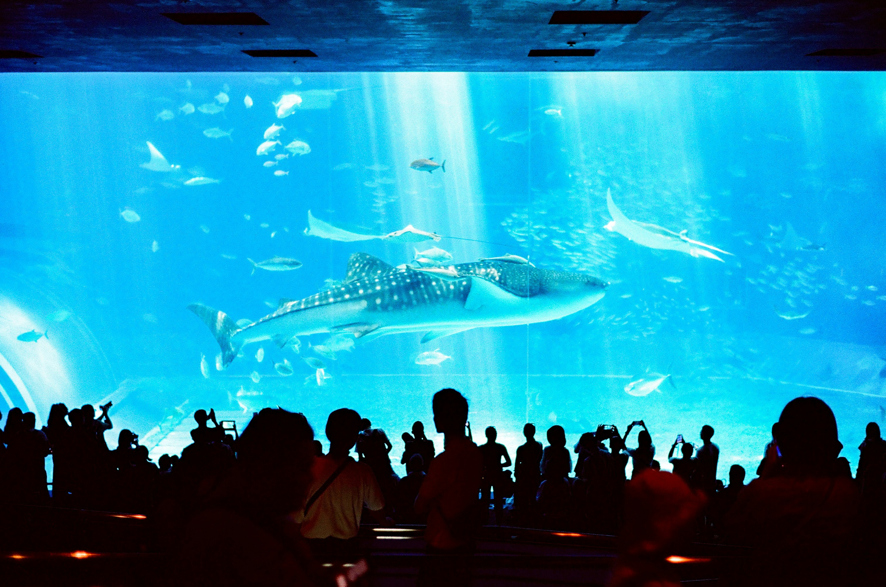 水槽の上を泳ぐウミガメと観客のシルエットのある水族館の光景