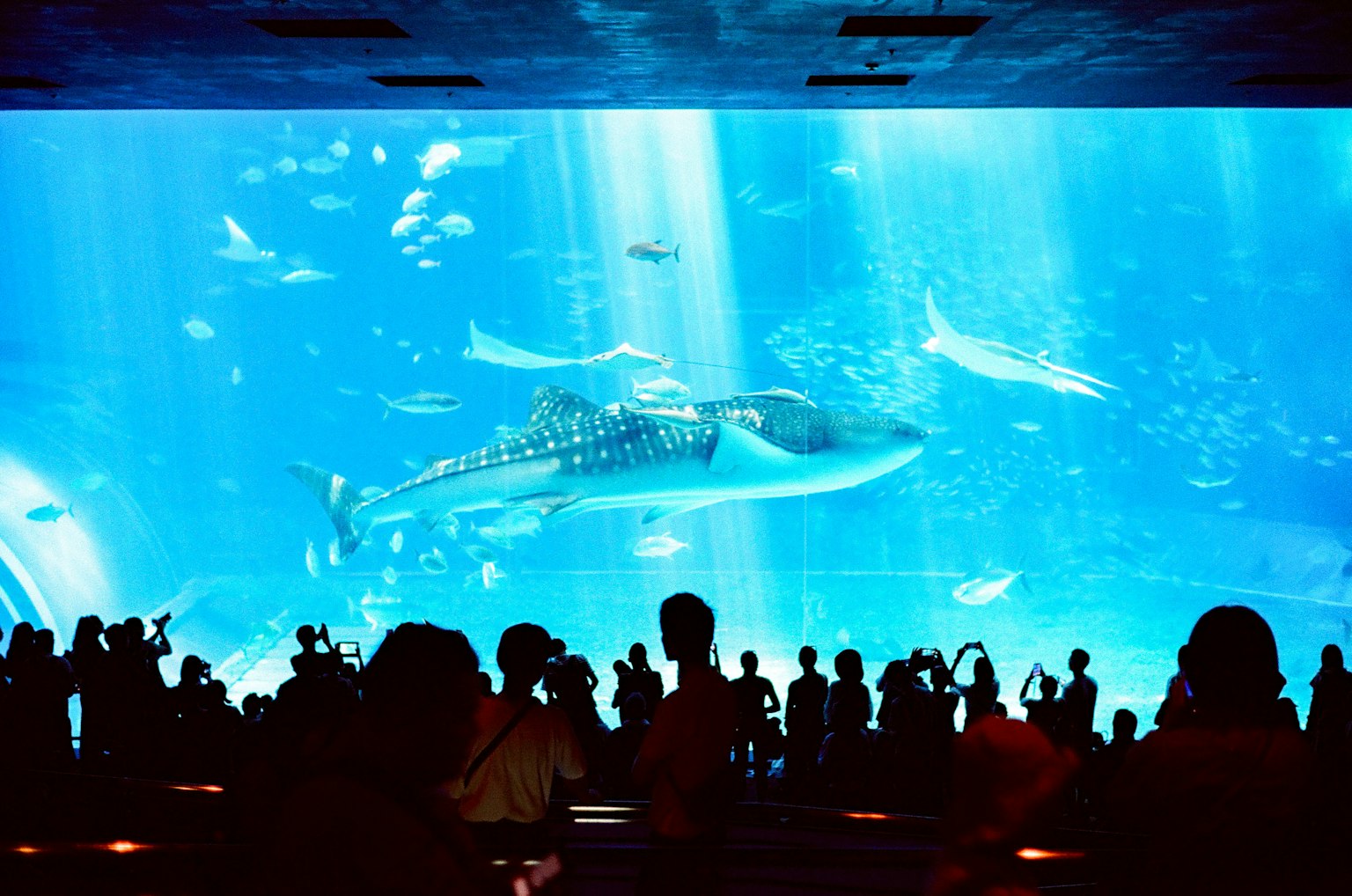 Visitors enjoying a large aquarium tank with a whale shark and various fish swimming