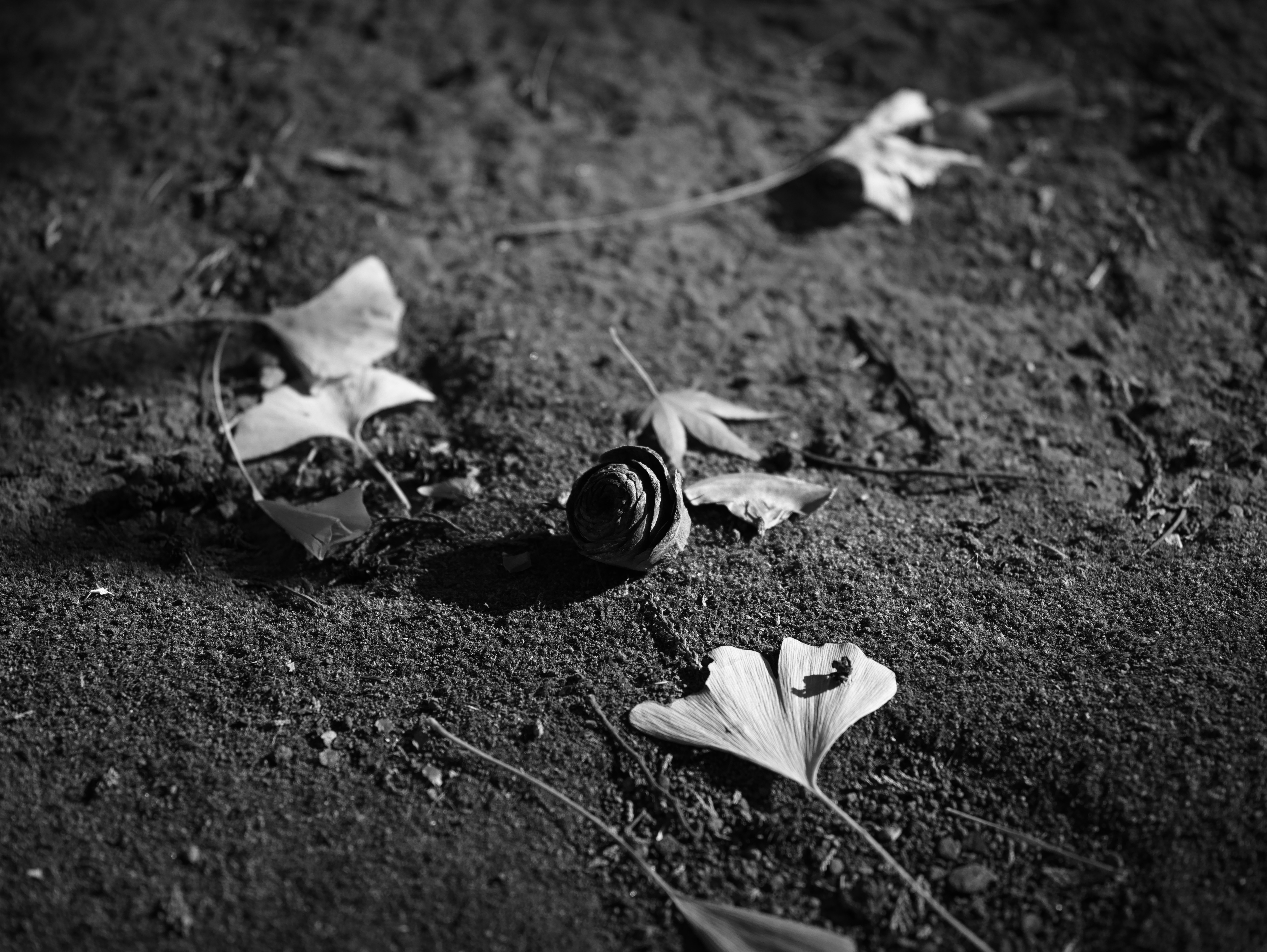 地面に散らばる花びらと枯れ葉のモノクロの自然の一瞬