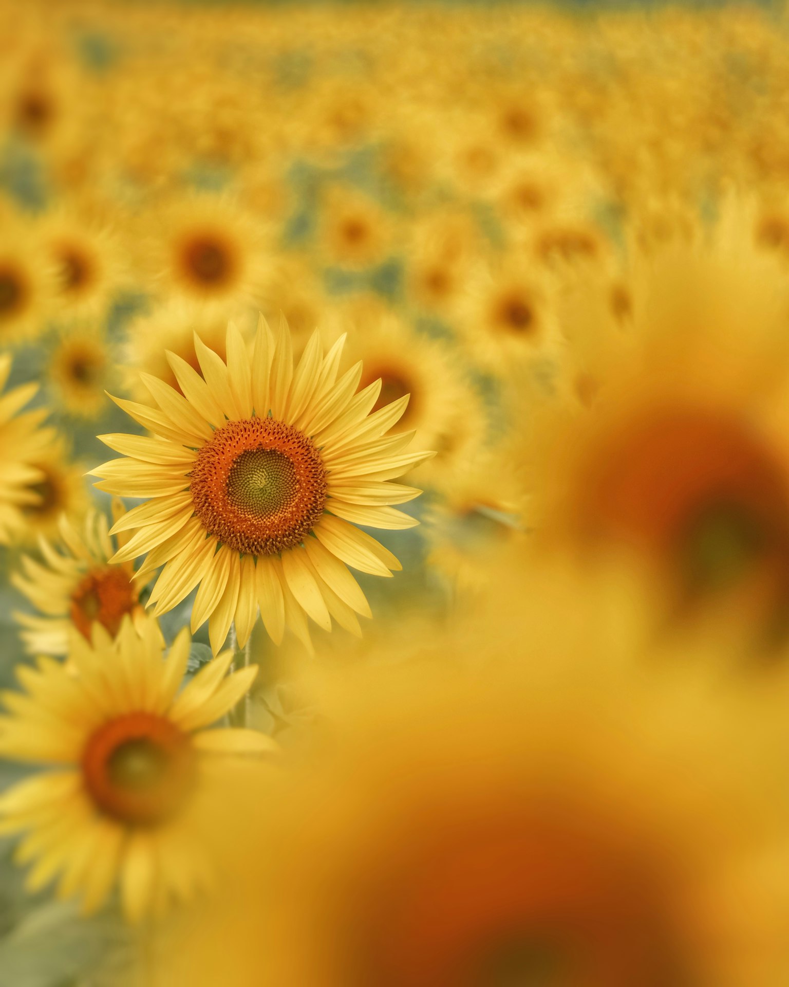 Primo piano di girasoli luminosi in un campo, con uno sfondo di girasoli gialli che si estendono