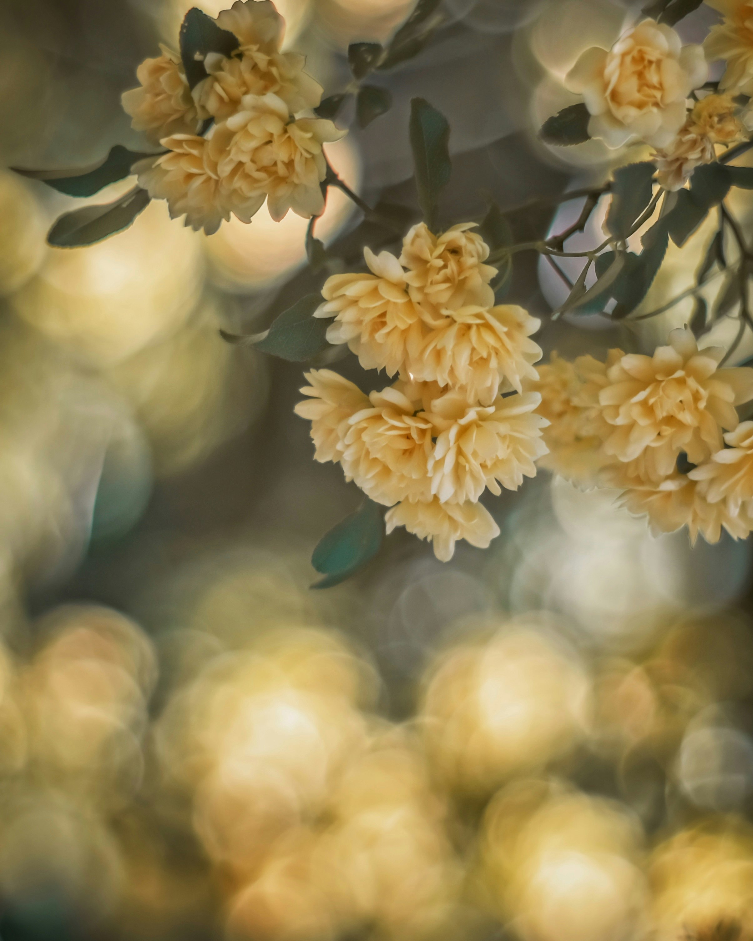 cream-colored flowers and leaves close-up in soft light