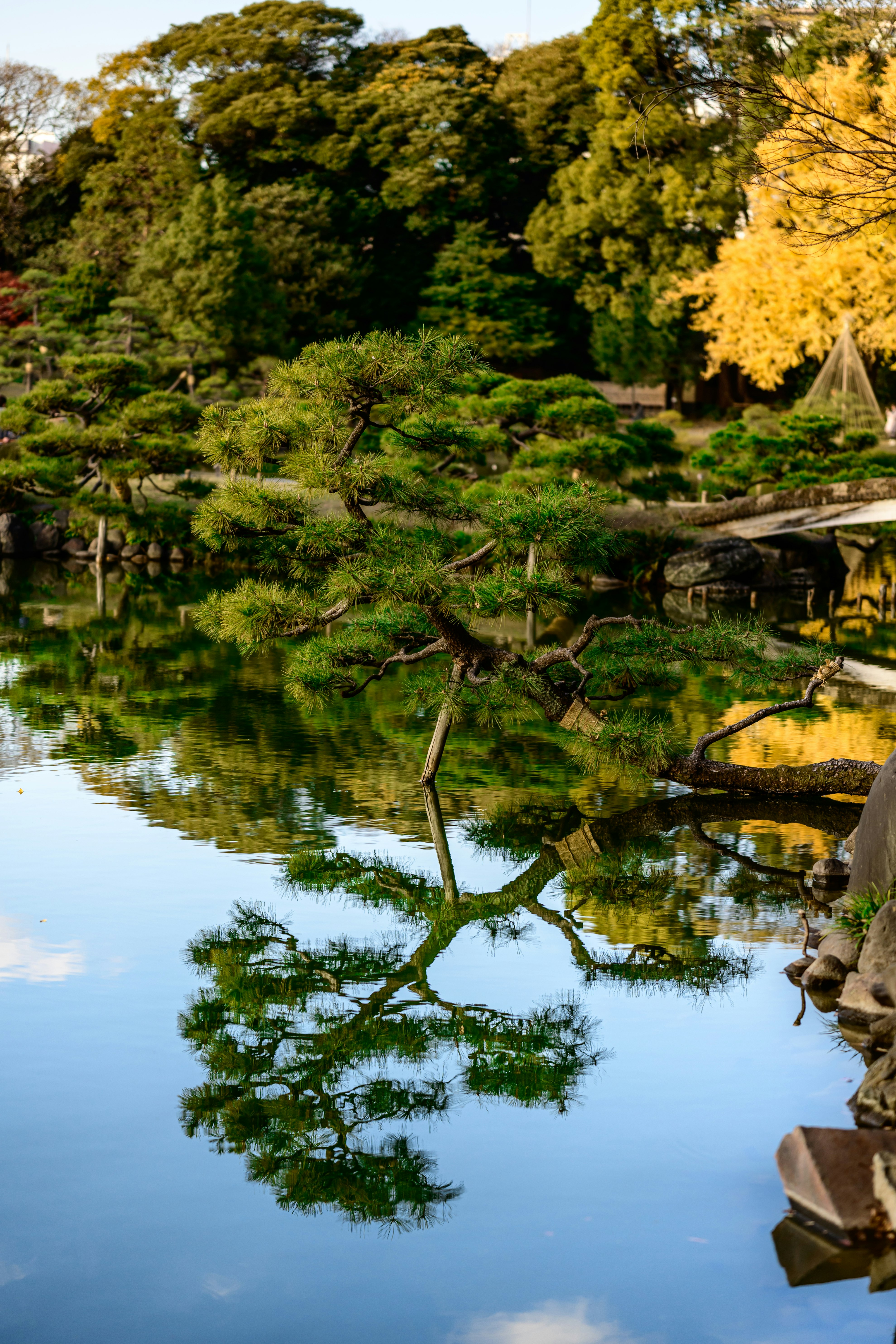Reflet des pins dans un étang de jardin japonais