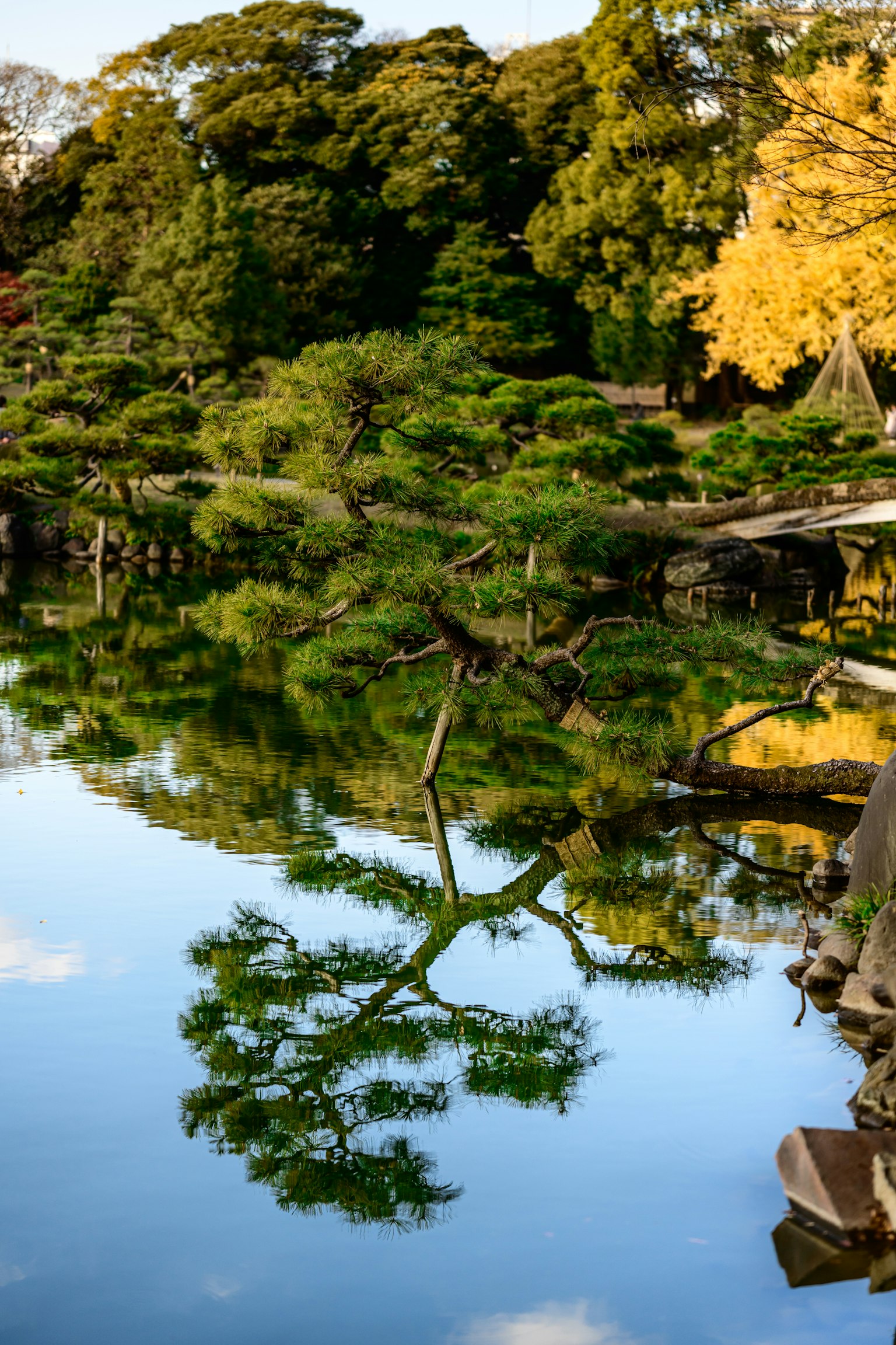 Scenic garden view reflecting in a tranquil pond