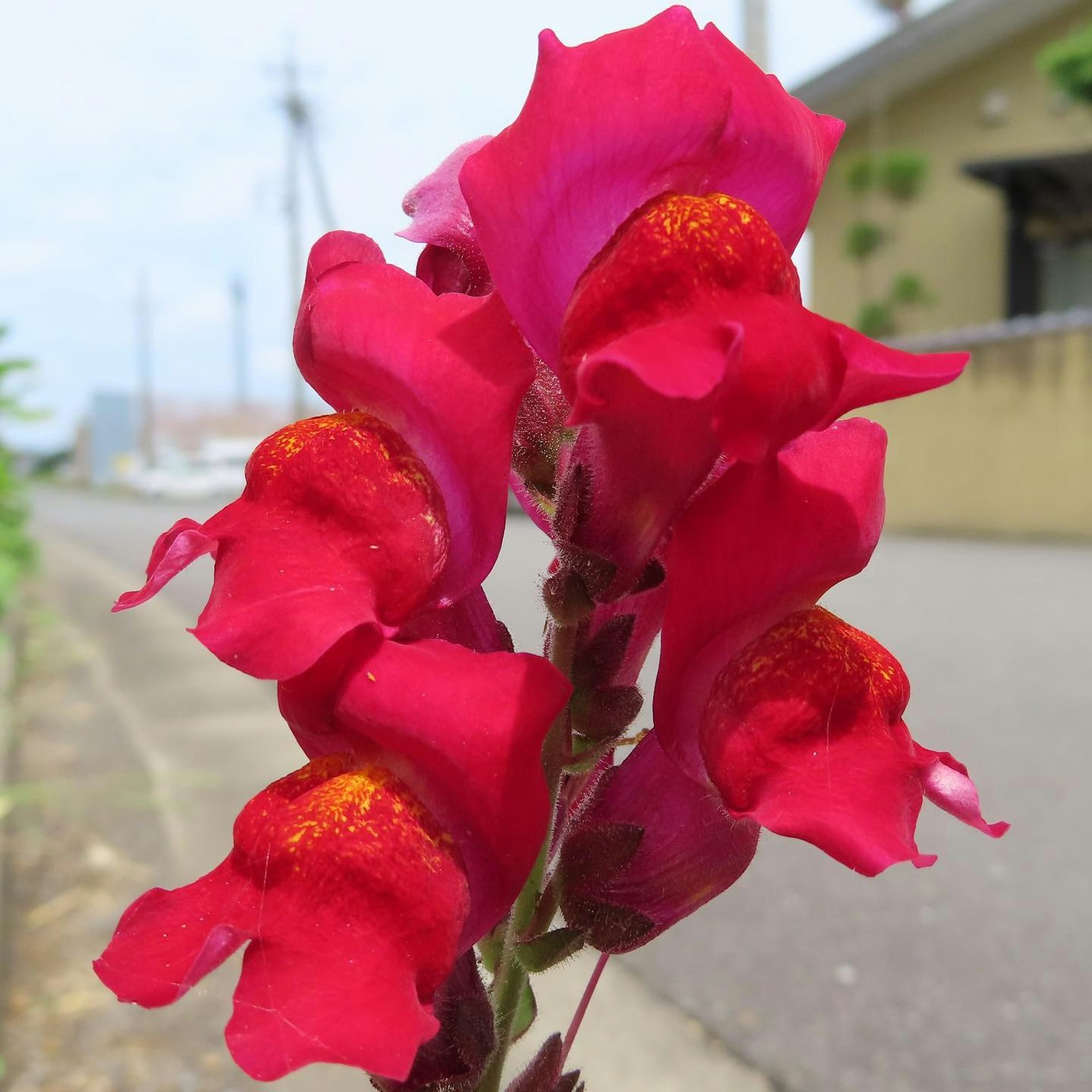 Kedekatan bunga snapdragon merah cerah dengan latar belakang jalan dan rumah yang buram