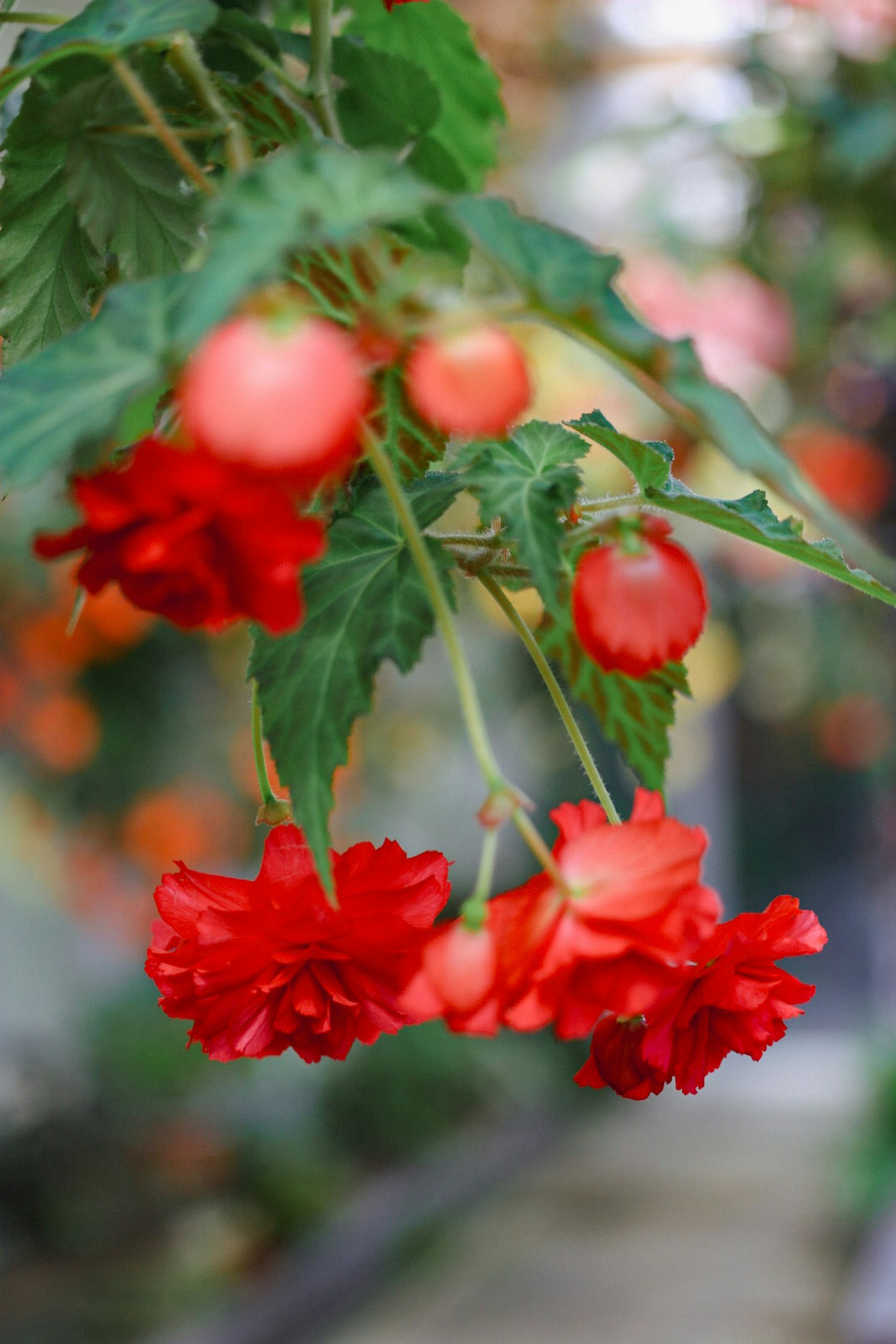Acercamiento de hermosas flores rojas con hojas verdes