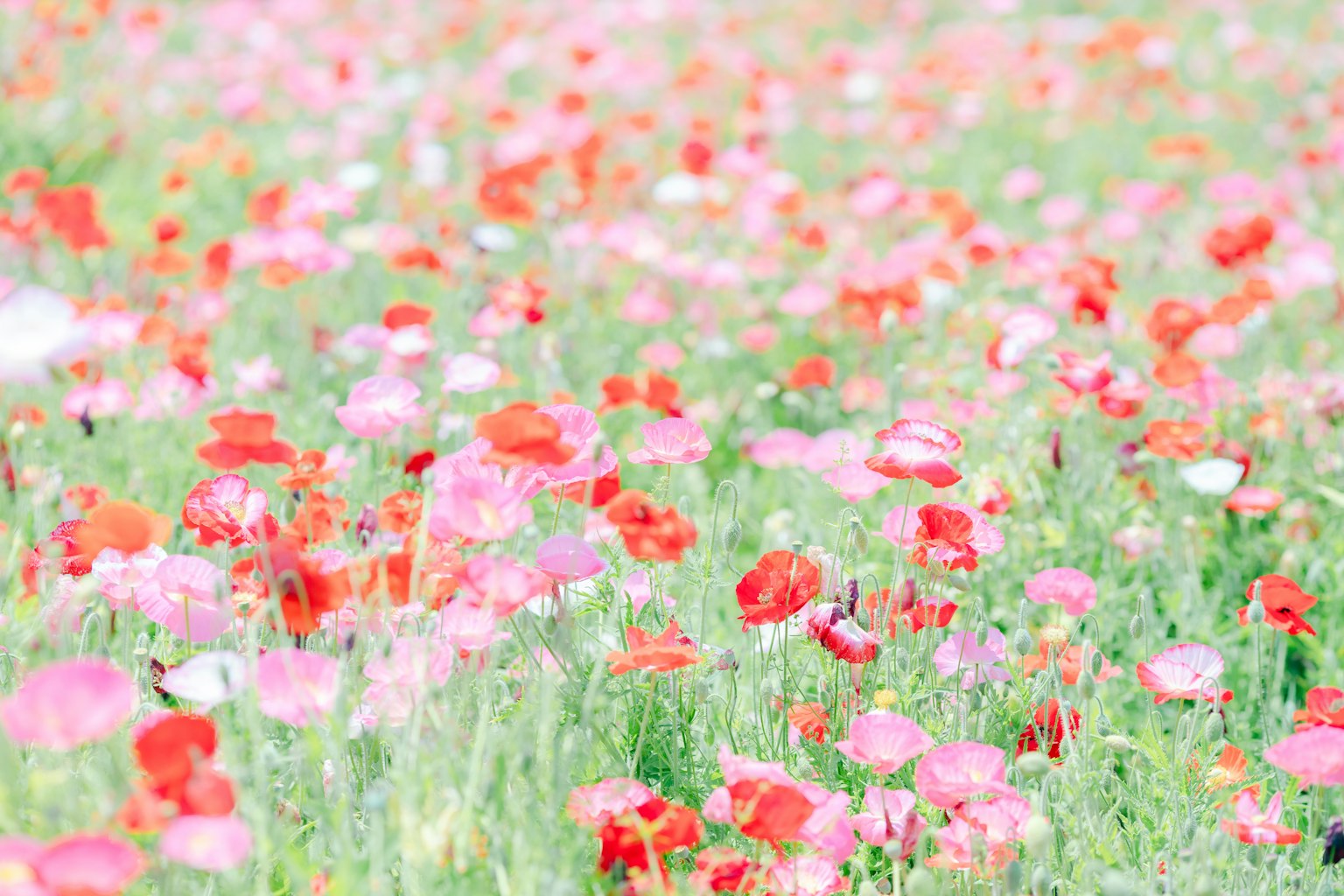 다채로운 양귀비가 만개한 넓은 들판