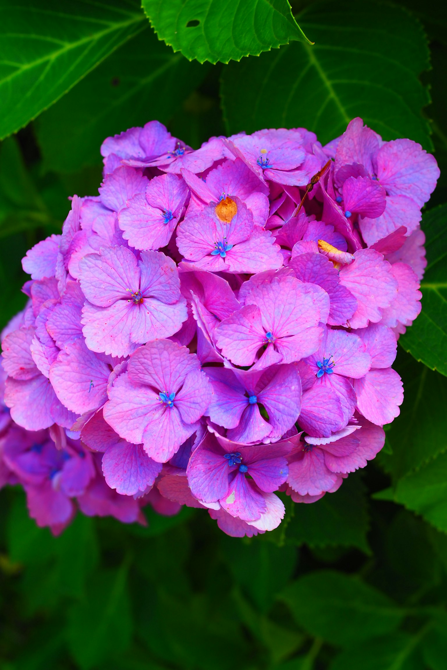 กลุ่มดอกไฮเดรนเยียสีม่วงสวยงามบนพื้นหลังใบไม้สีเขียว