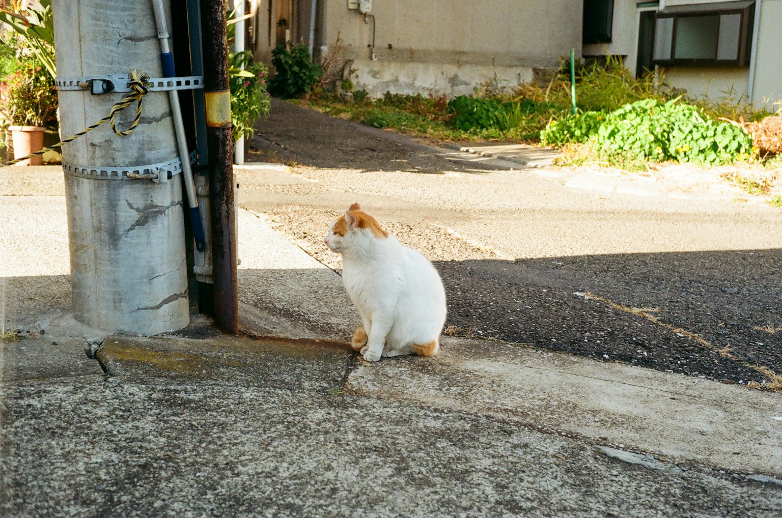 A white cat sitting beside the road