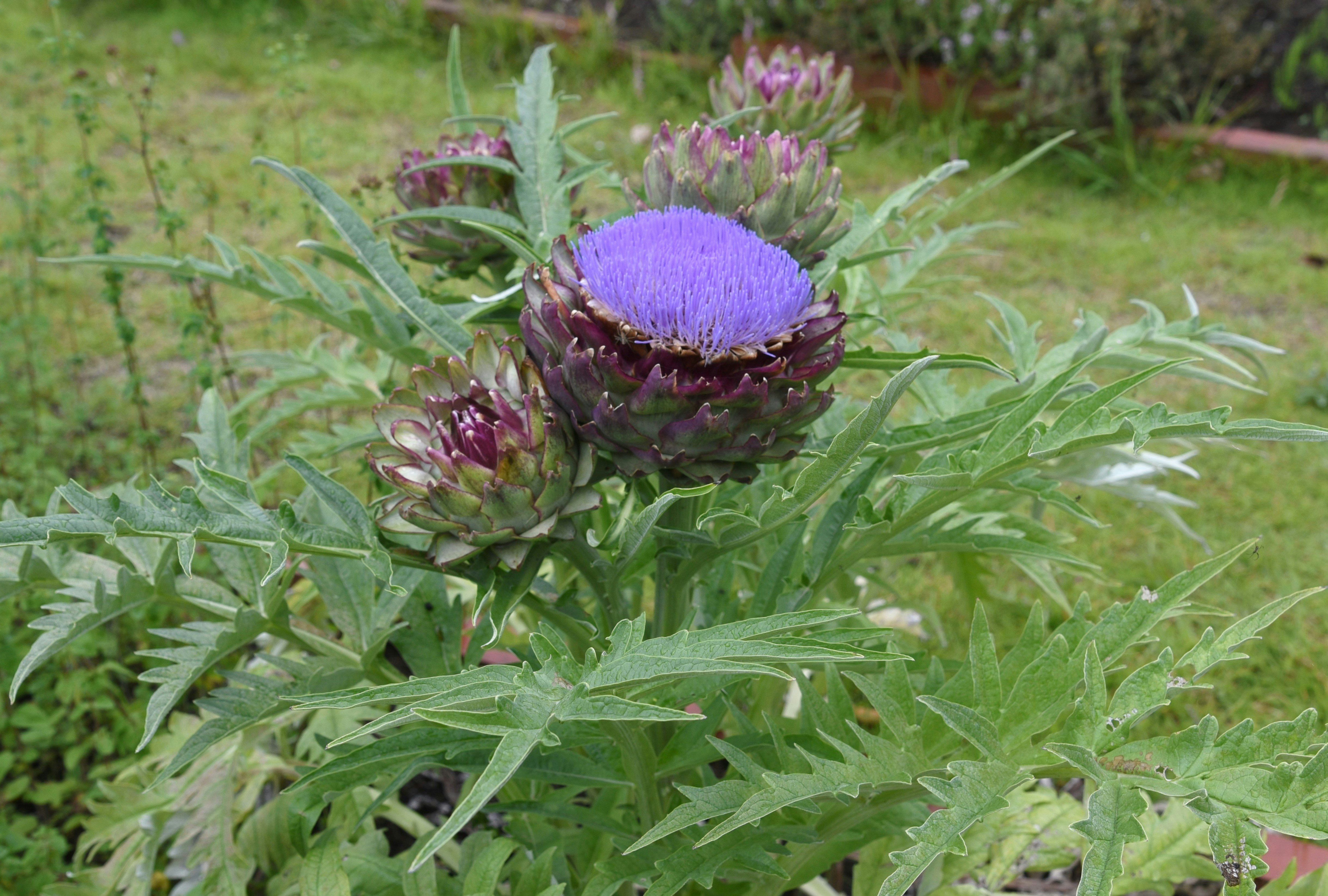 紫のアザミの花が咲く草地の自然風景