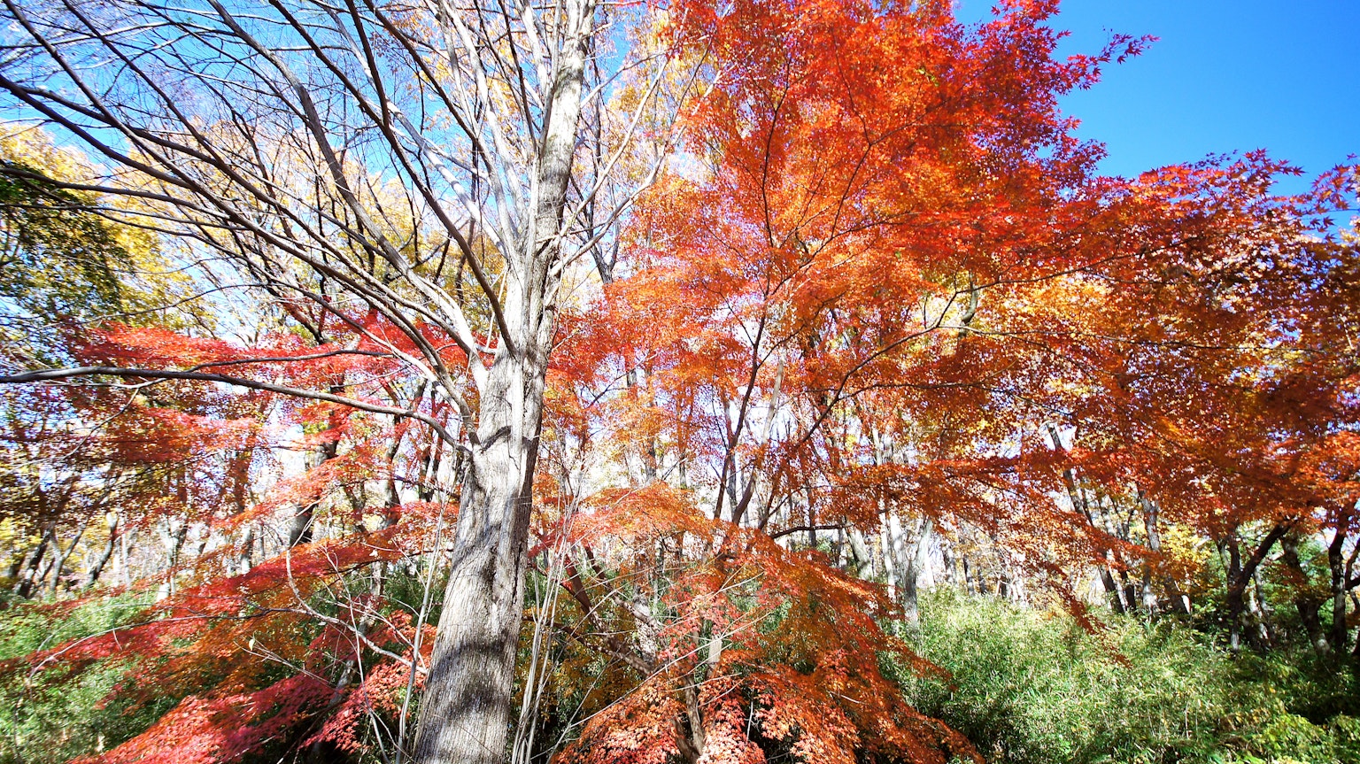 Hermosa escena de otoño con árboles que exhiben hojas rojas y naranjas