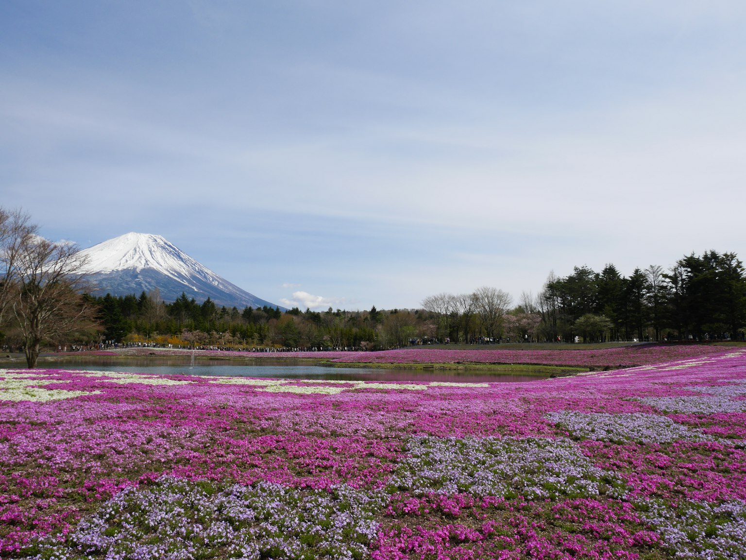Bunter Blumenfeld mit dem Berg Fuji im Hintergrund