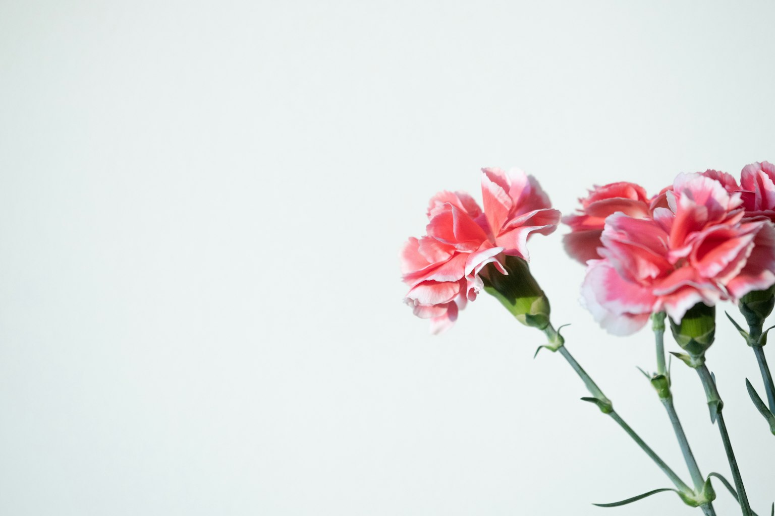 A bouquet of pink carnations against a soft background
