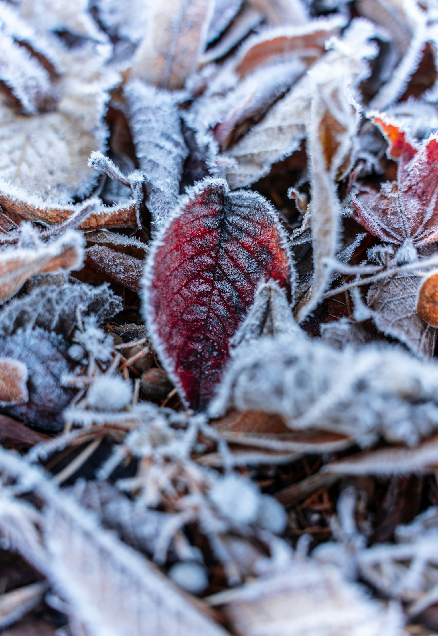 Una foglia rossa spicca tra le foglie secche ricoperte di brina in un paesaggio invernale