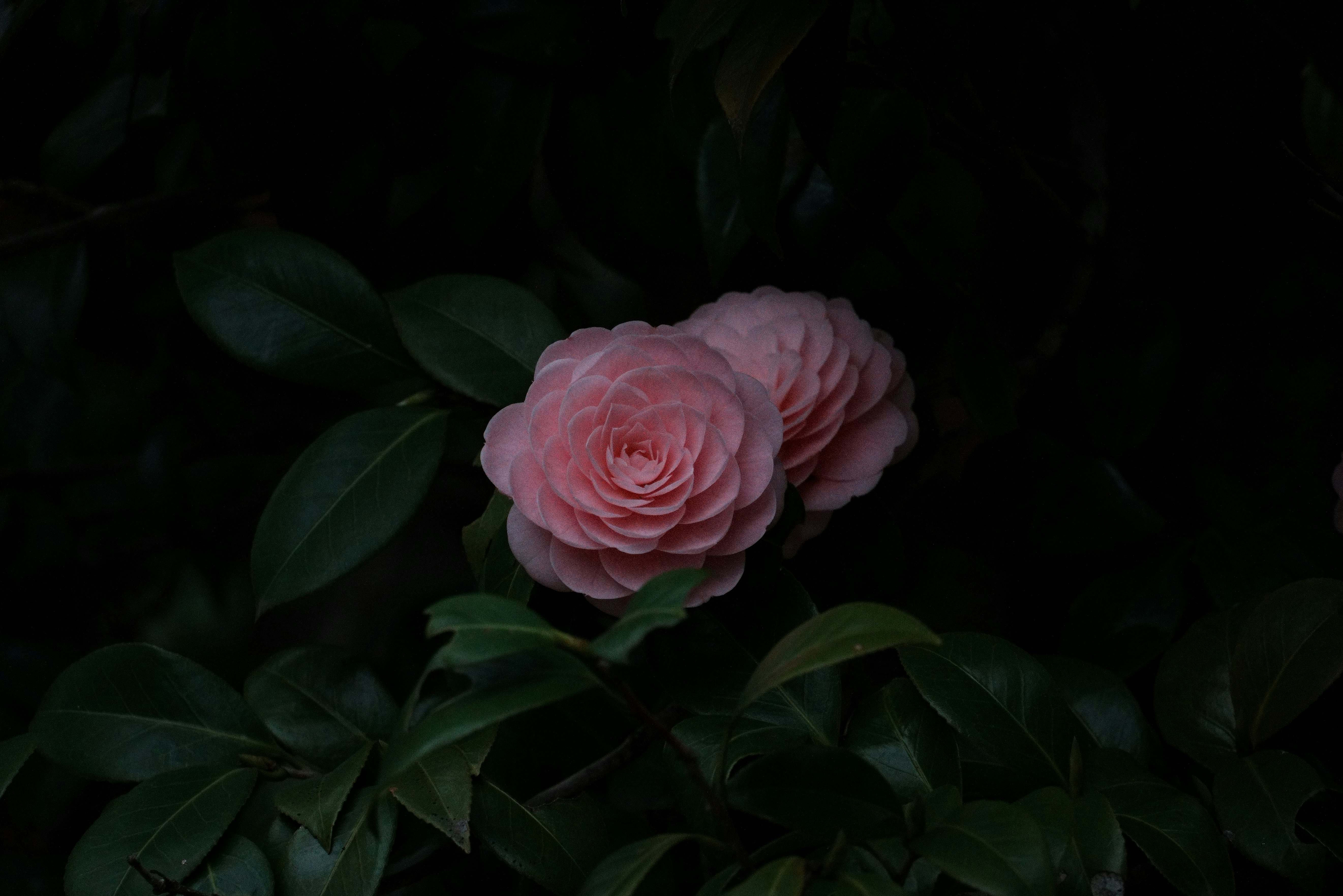暗い背景に咲くピンクの椿の花