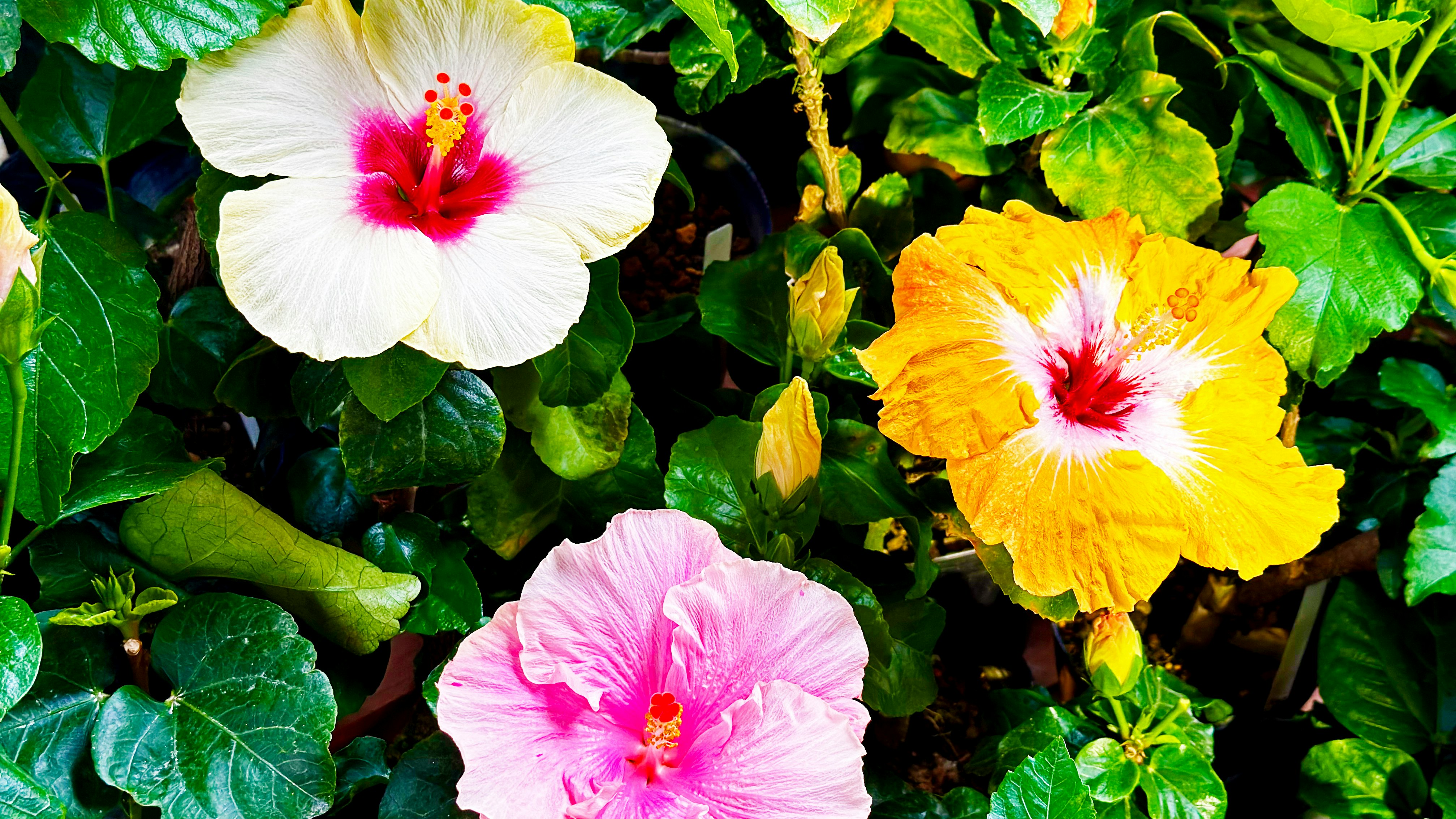 五彩缤纷的木槿花（扶桑花）盛开特写