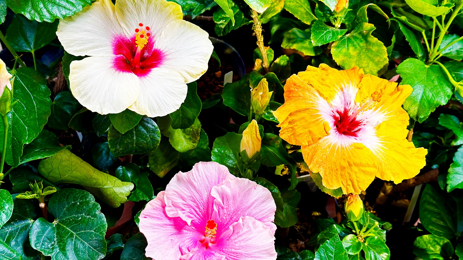 Flores de hibisco coloridas rodeadas de hojas verdes