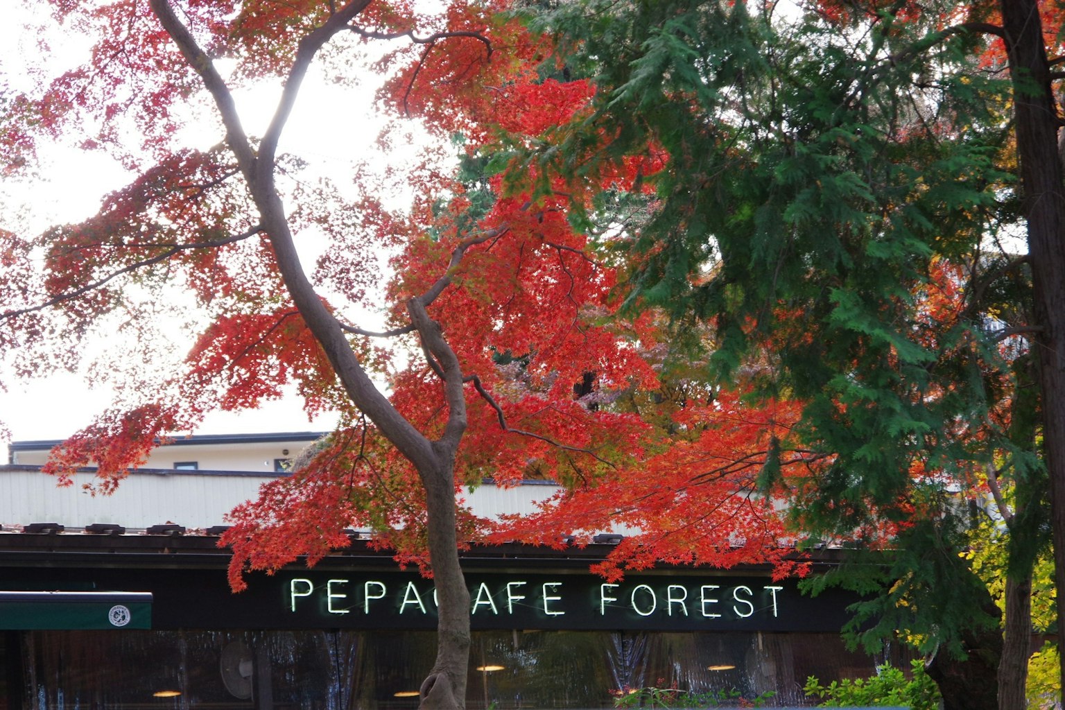 Pemandangan indah dengan daun merah cerah dan papan nama PEPA CAFE FOREST
