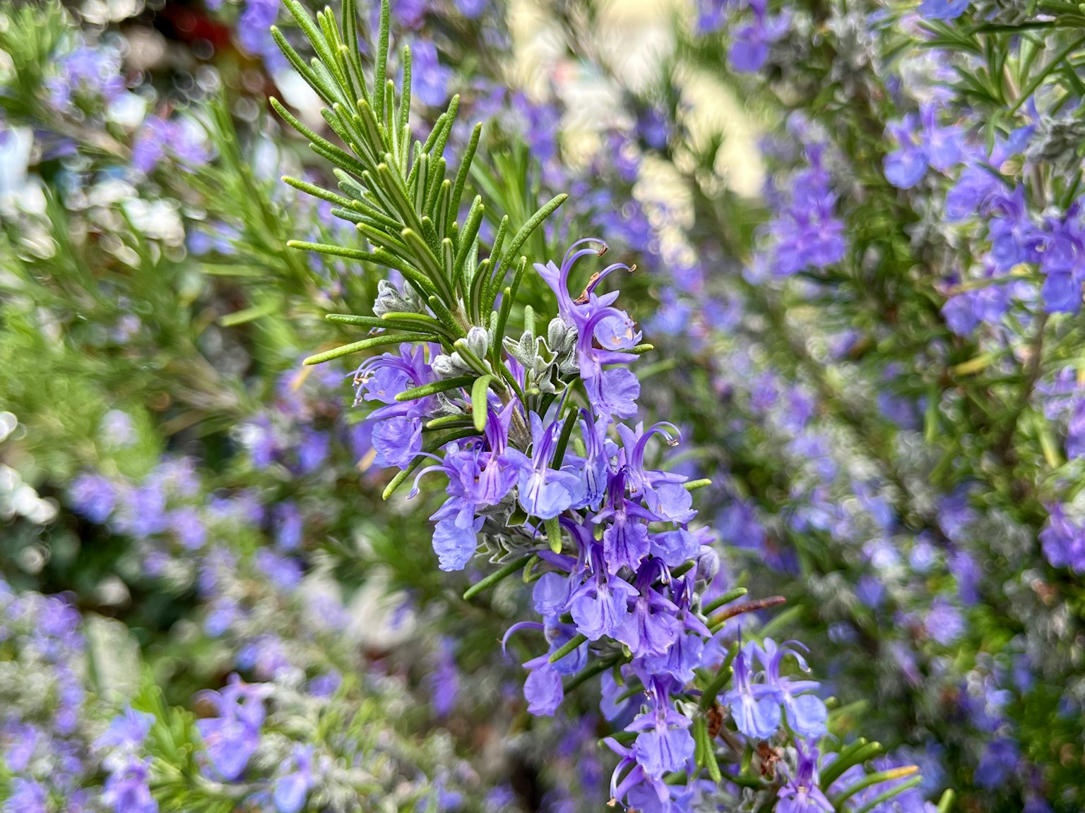 Zweig des Rosmarins mit lila Blüten und grünen Blättern