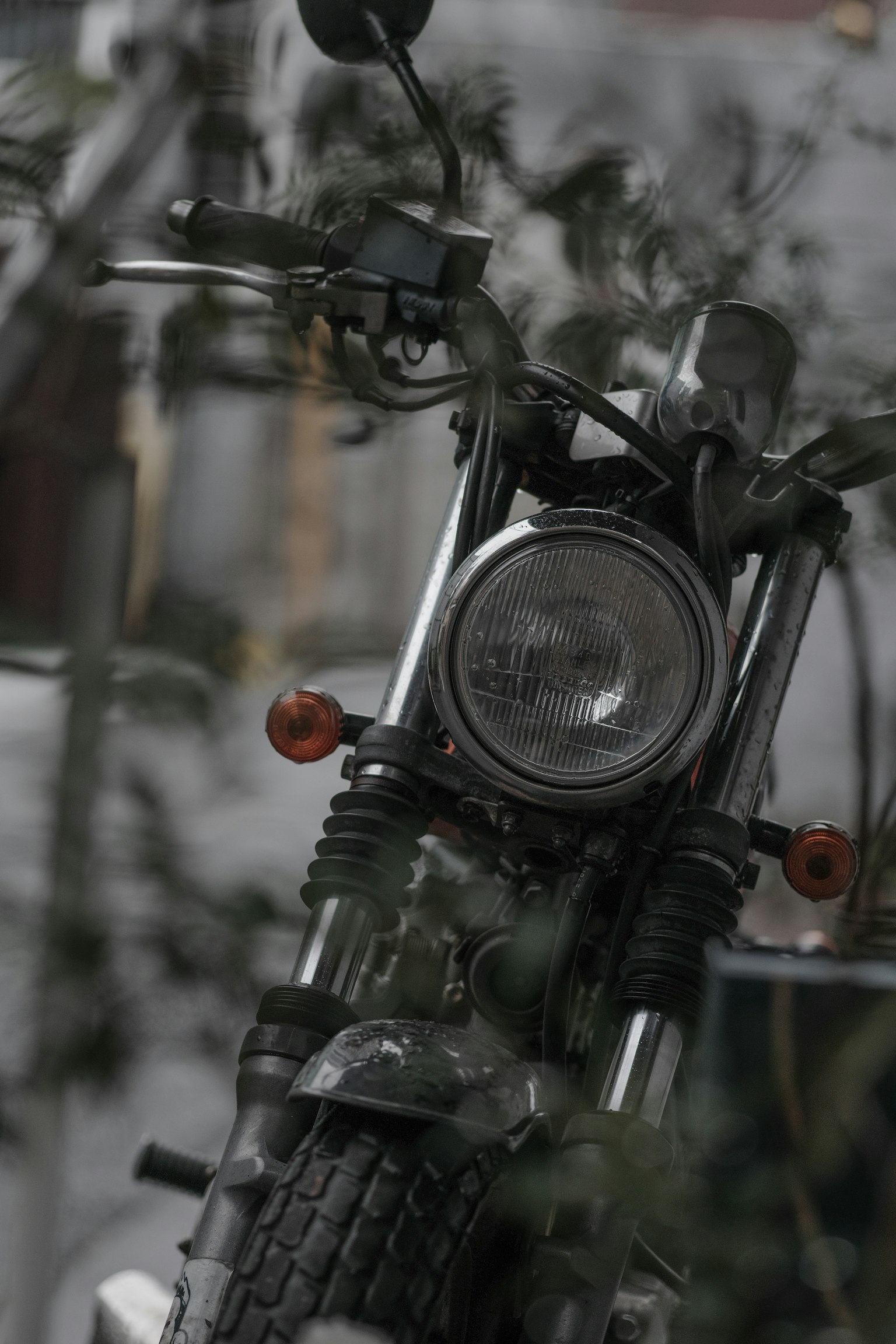 Una vecchia motocicletta circondata da vegetazione