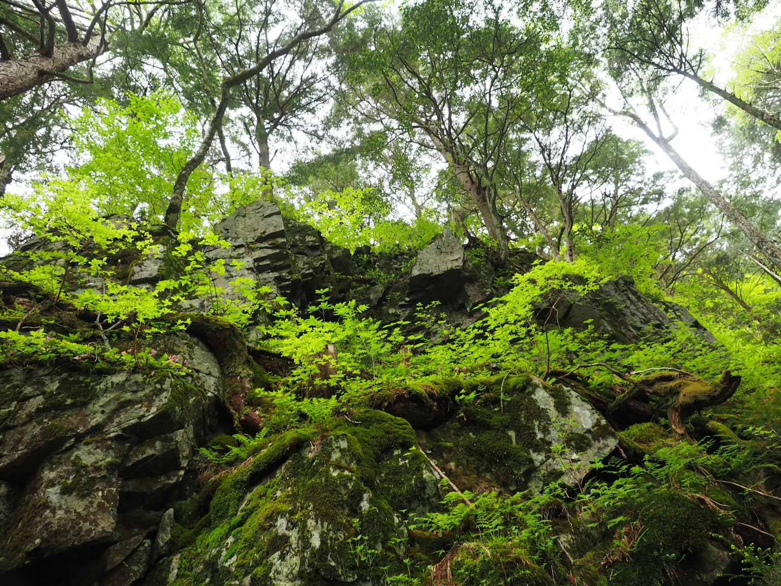 Blick auf grüne Blätter und Bäume über Felsen