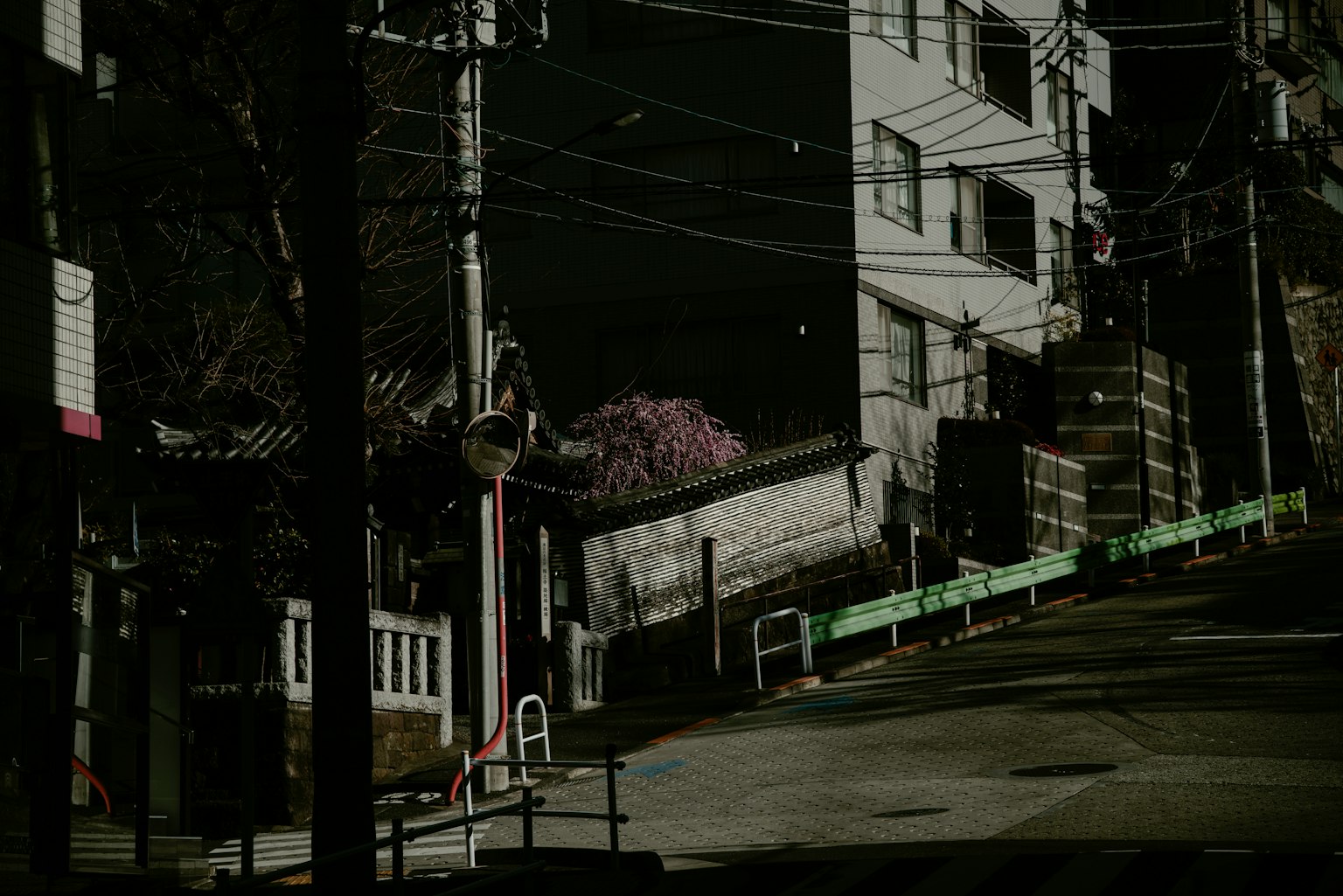 Dark street with buildings and cherry blossom tree