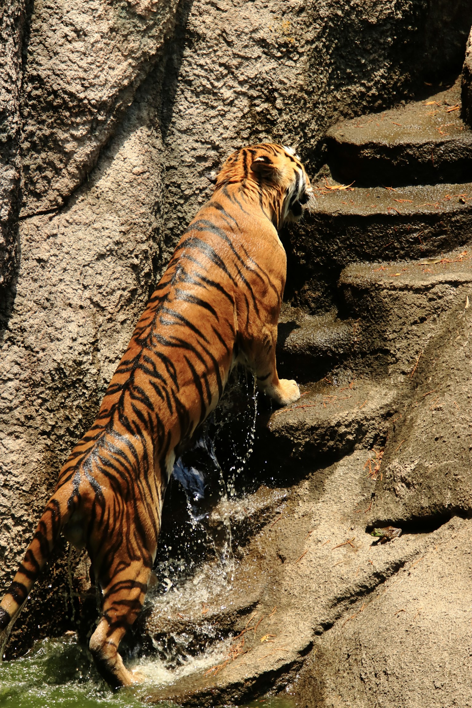 Tigre che sale gradini di pietra vicino all'acqua