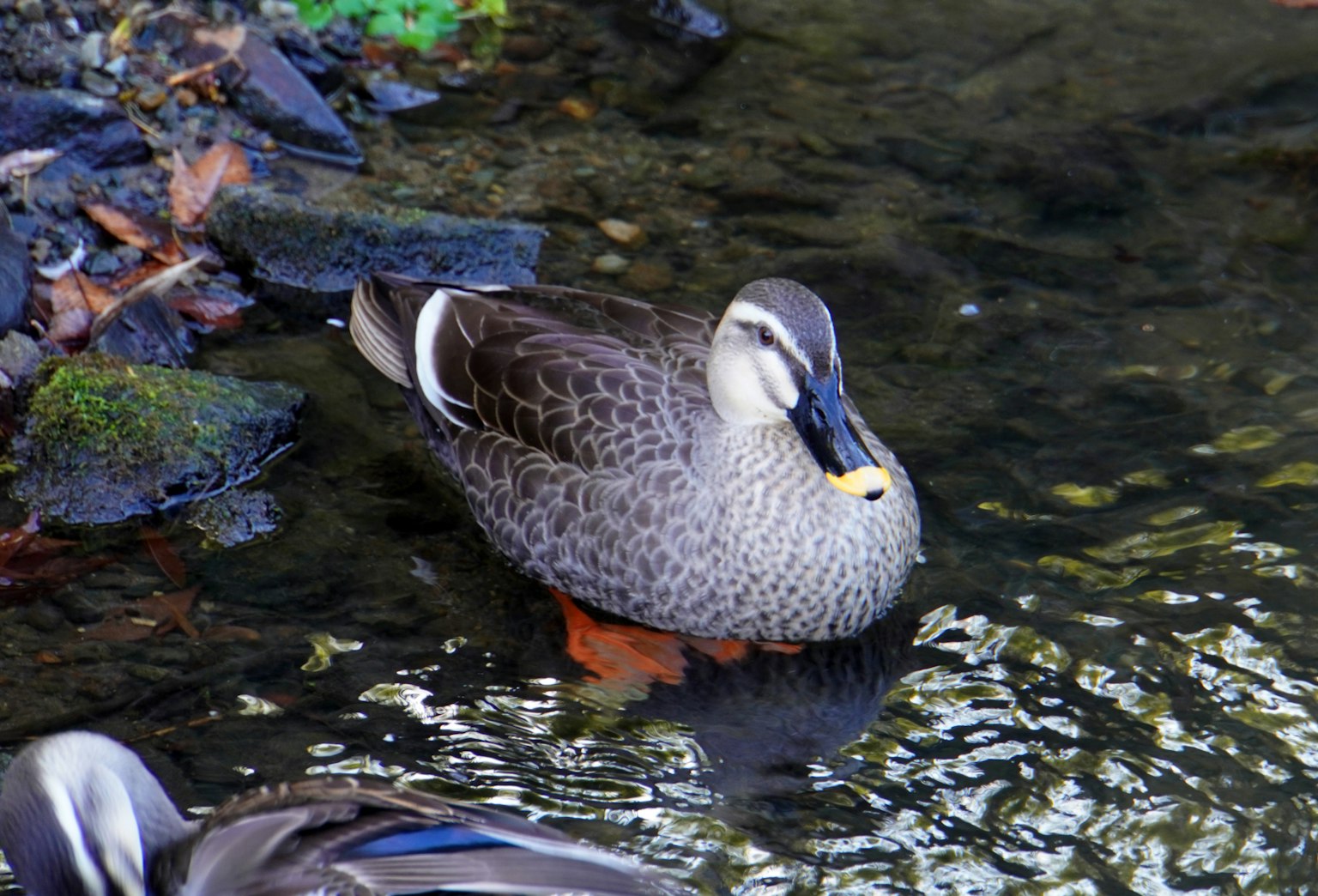 Anatra femmina di germano reale nell'acqua con piume marroni e grigie