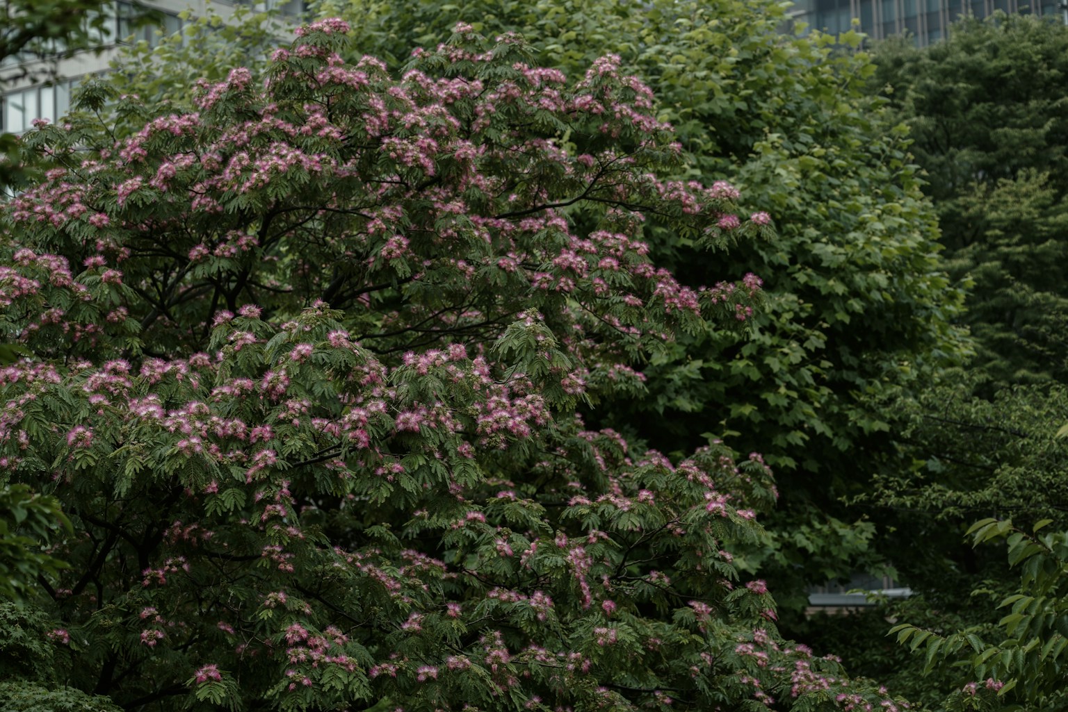 Albero con fiori rosa circondato da fogliame verde lussureggiante