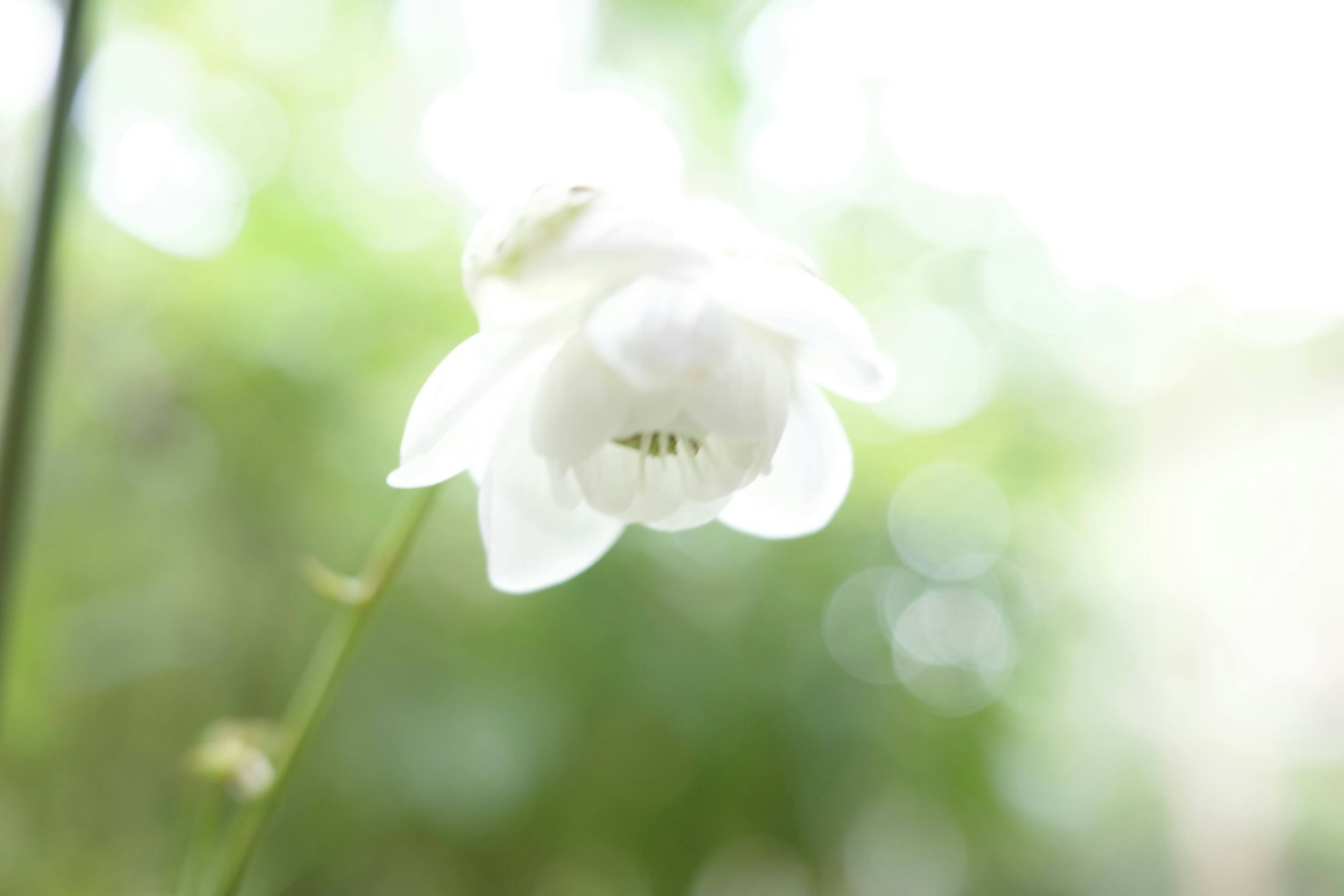 Primo piano di un fiore bianco in luce soffusa con sfondo sfocato