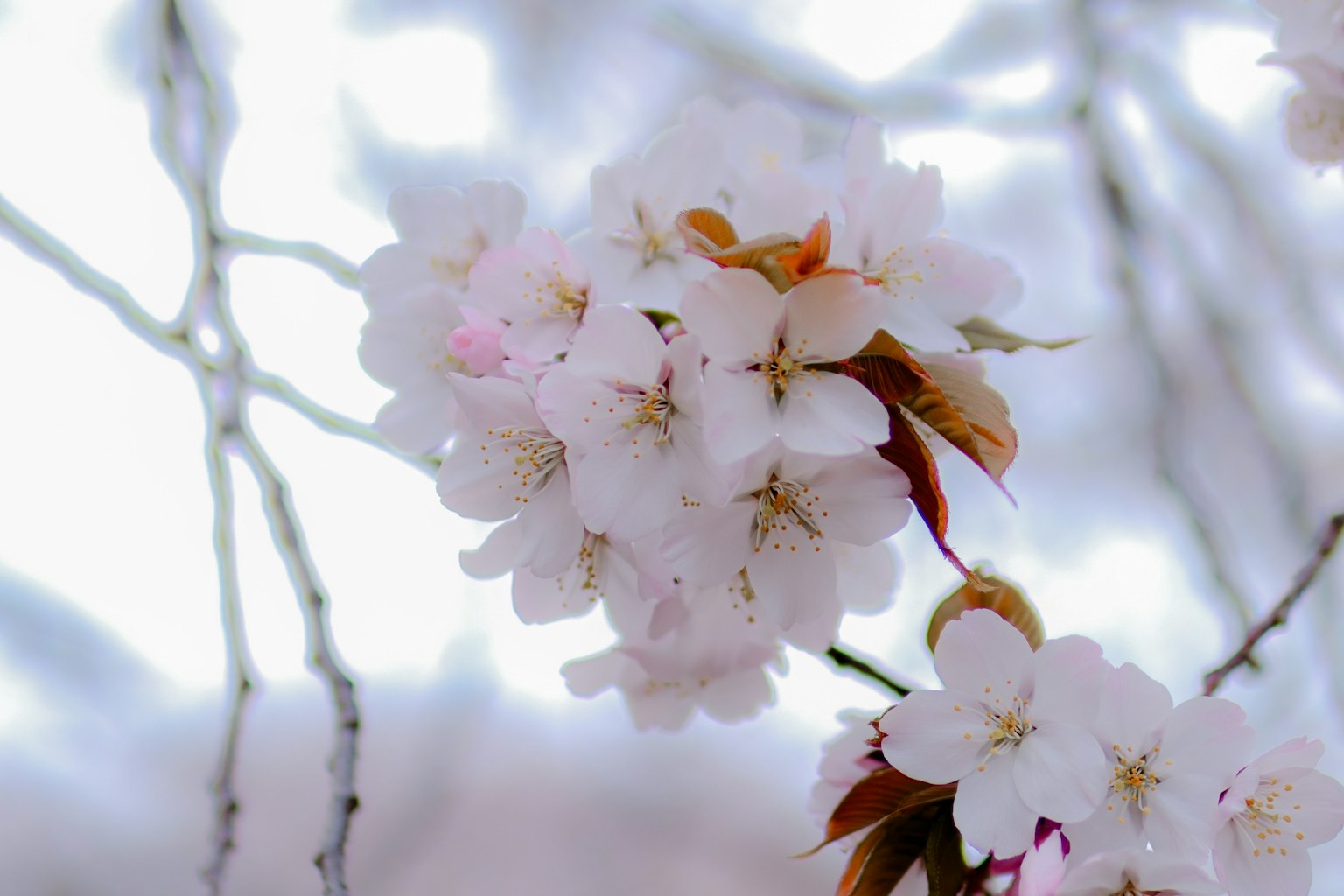 Close-up bunga sakura di cabang