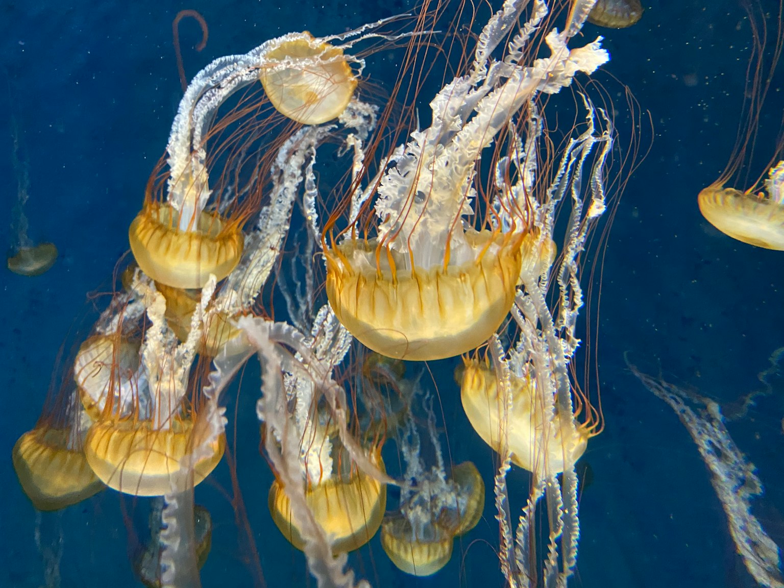 Une image vibrante d'un groupe de méduses flottant dans l'eau