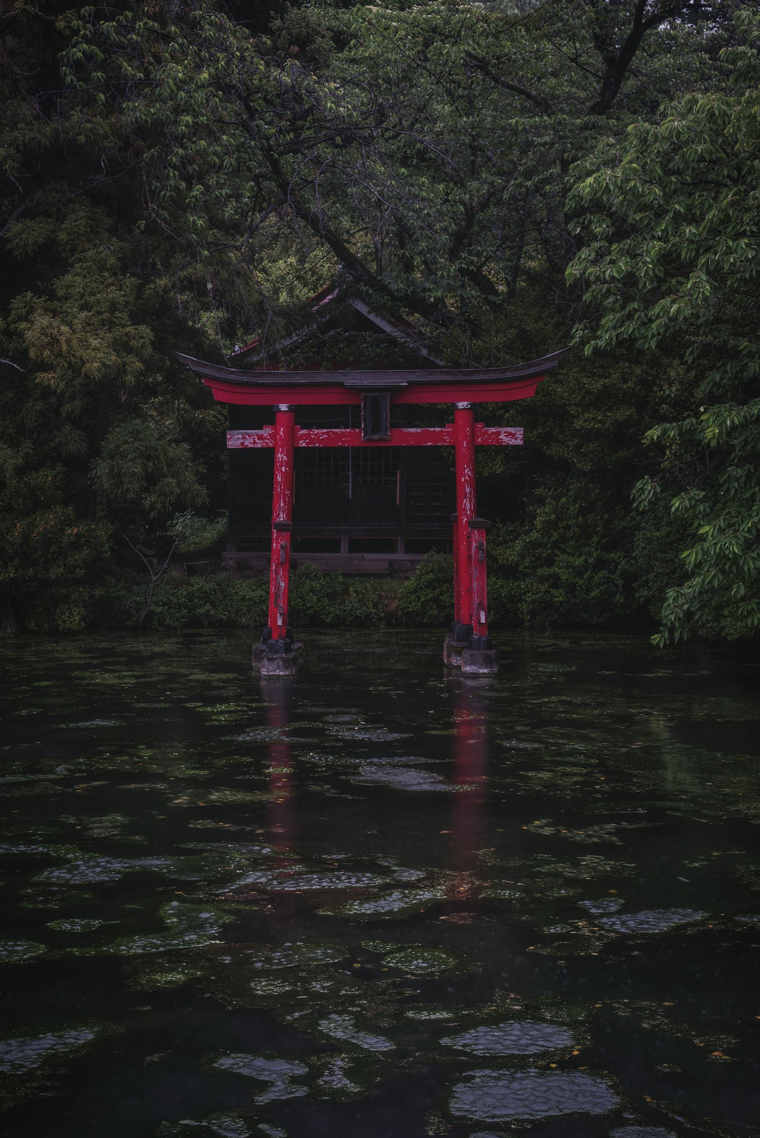Red torii gate reflected in a tranquil pond surrounded by lush greenery