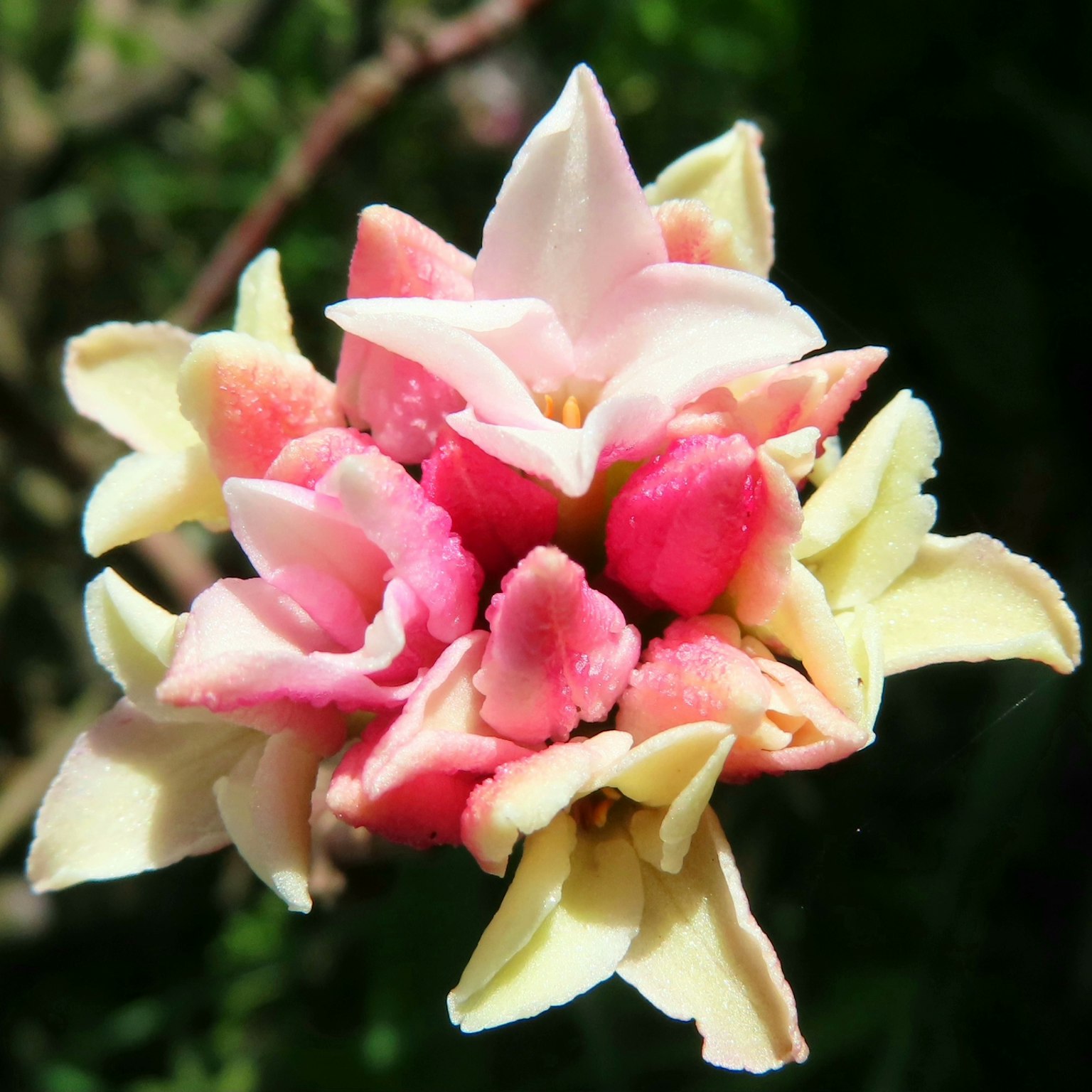 Primer plano de una flor única con pétalos coloridos