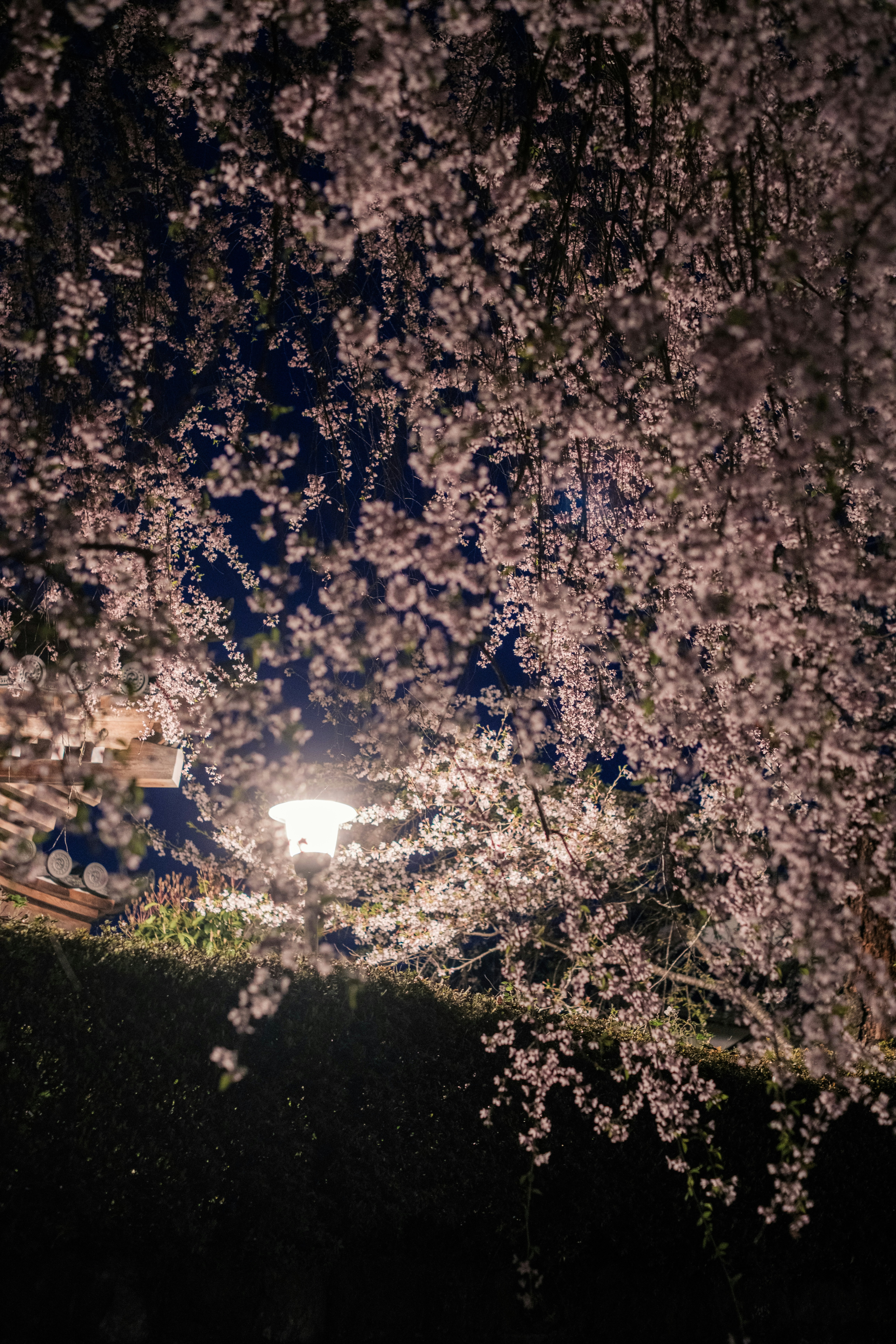 夜の桜並木と街灯の光がにじむ風景
