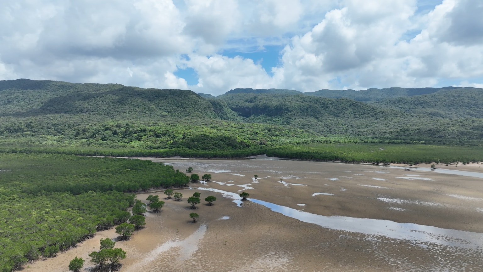 Paesaggio di mangrovie lussureggianti e ampie zone umide