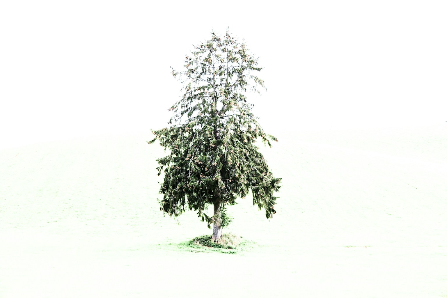 Silhouette di un albero su sfondo bianco