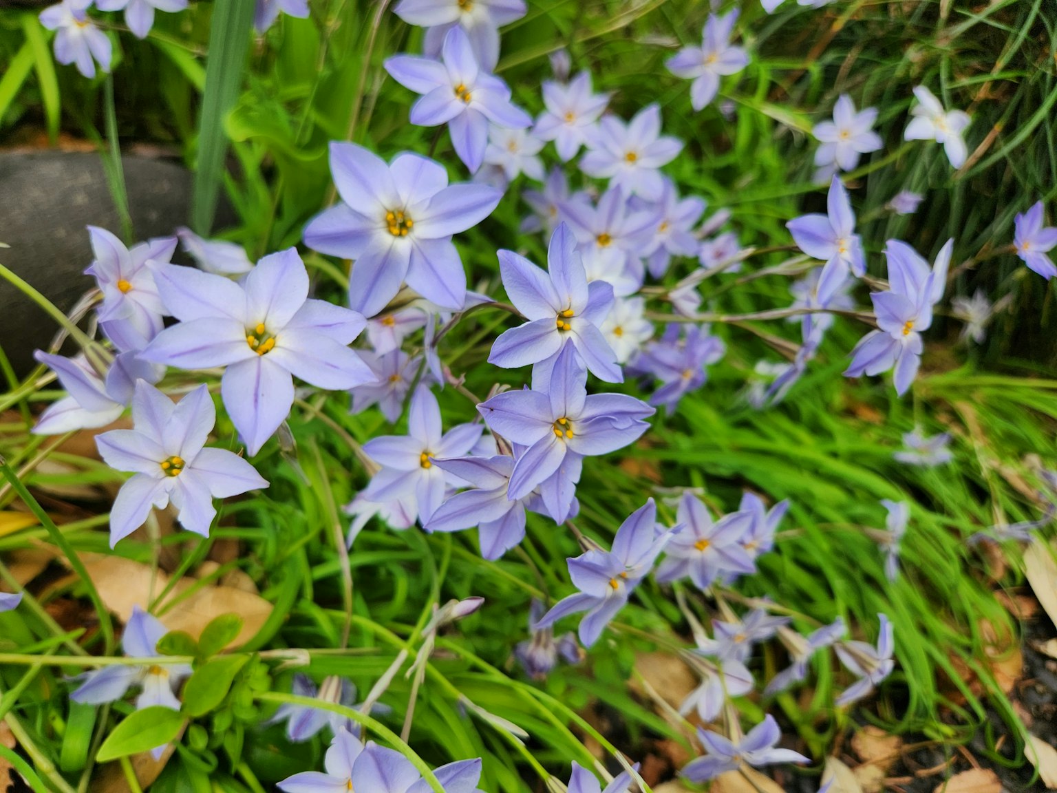 Un groupe de fleurs violettes claires fleurissant parmi l'herbe verte