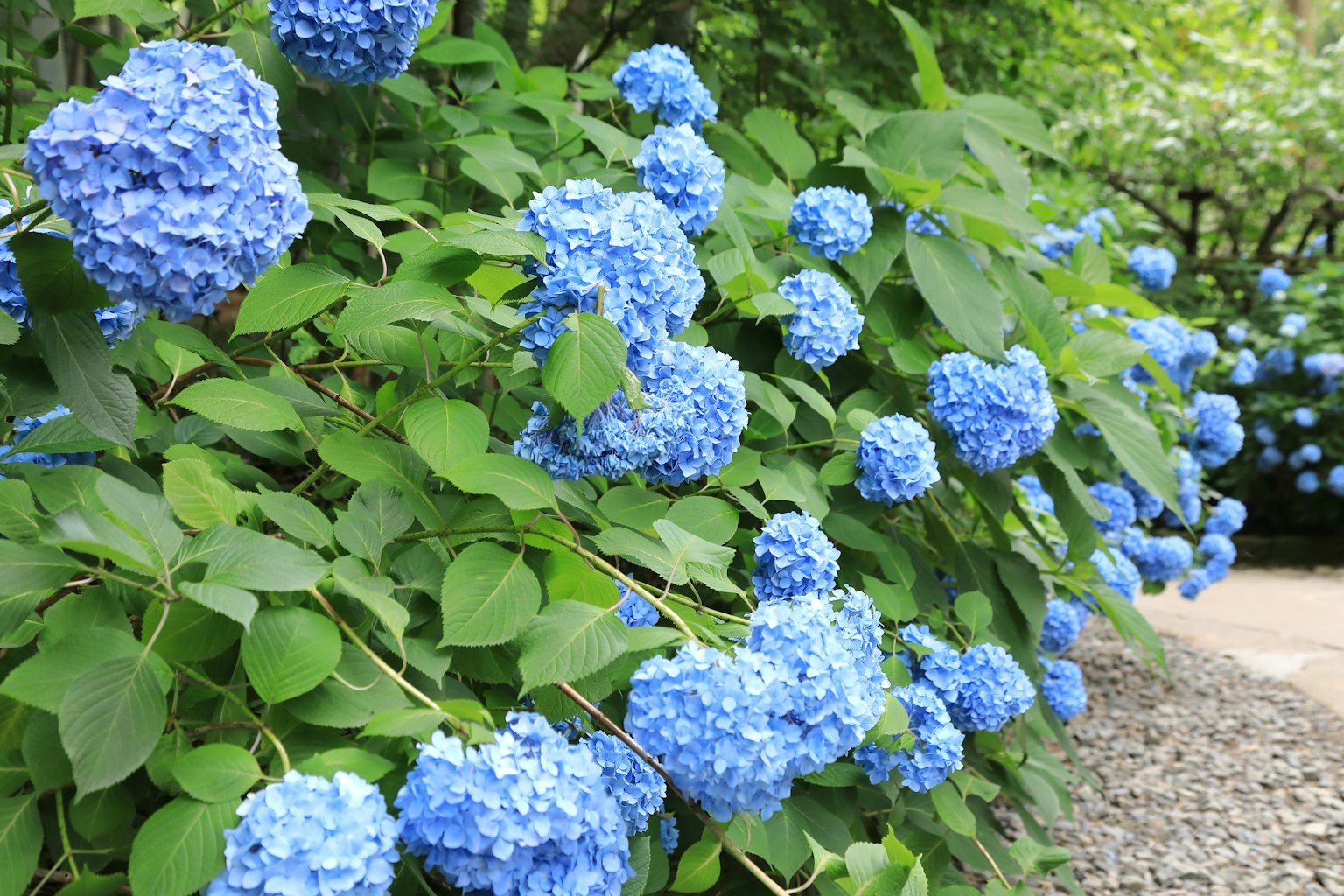 Eine Gartenszene mit blühenden blauen Hortensien