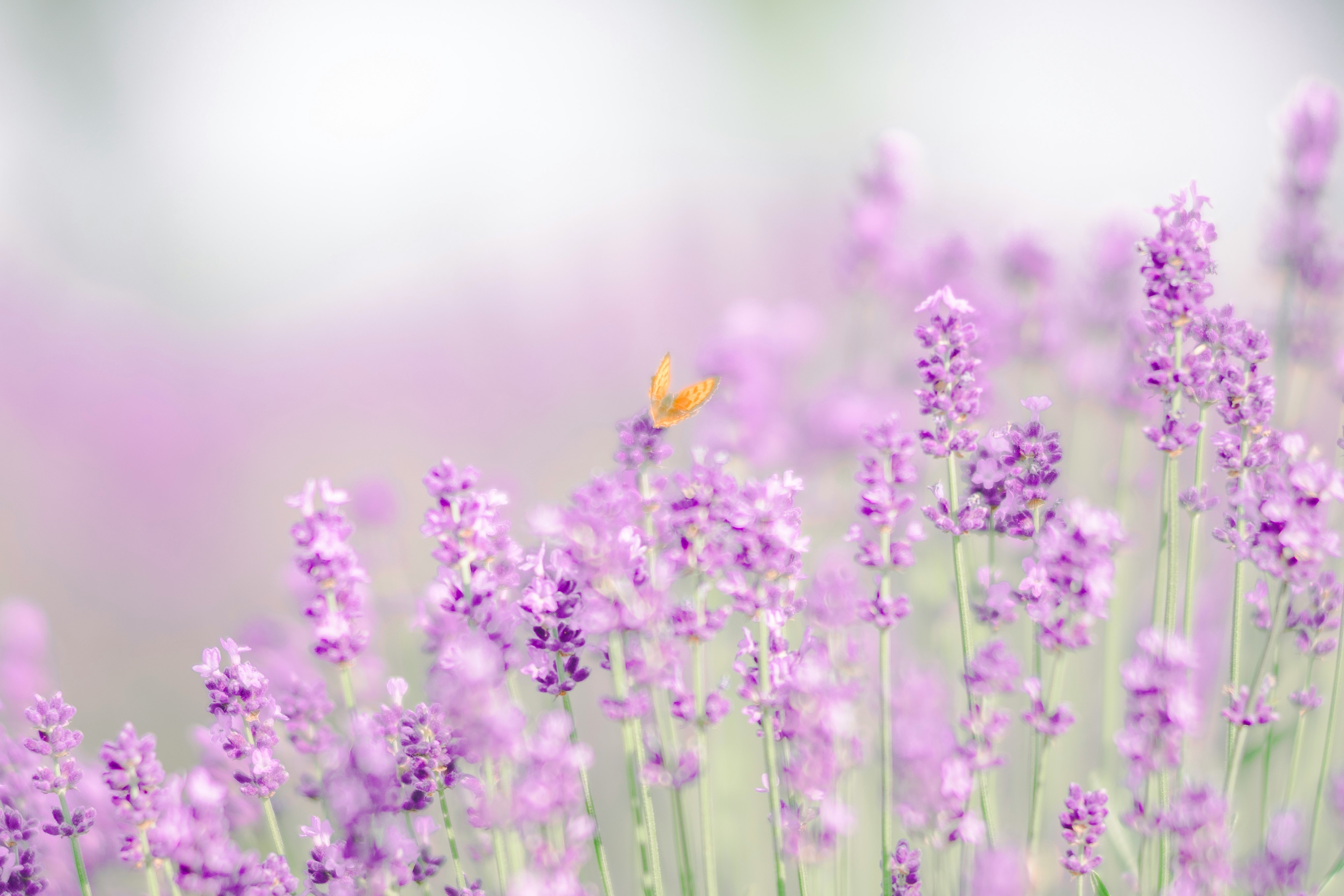 紫のラベンダーの花がふわりと咲く草原のような風景