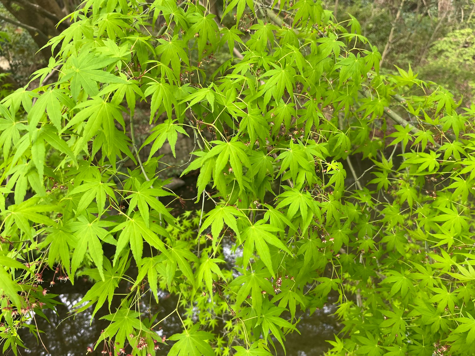 Un ramo di foglie di acero verde vibrante