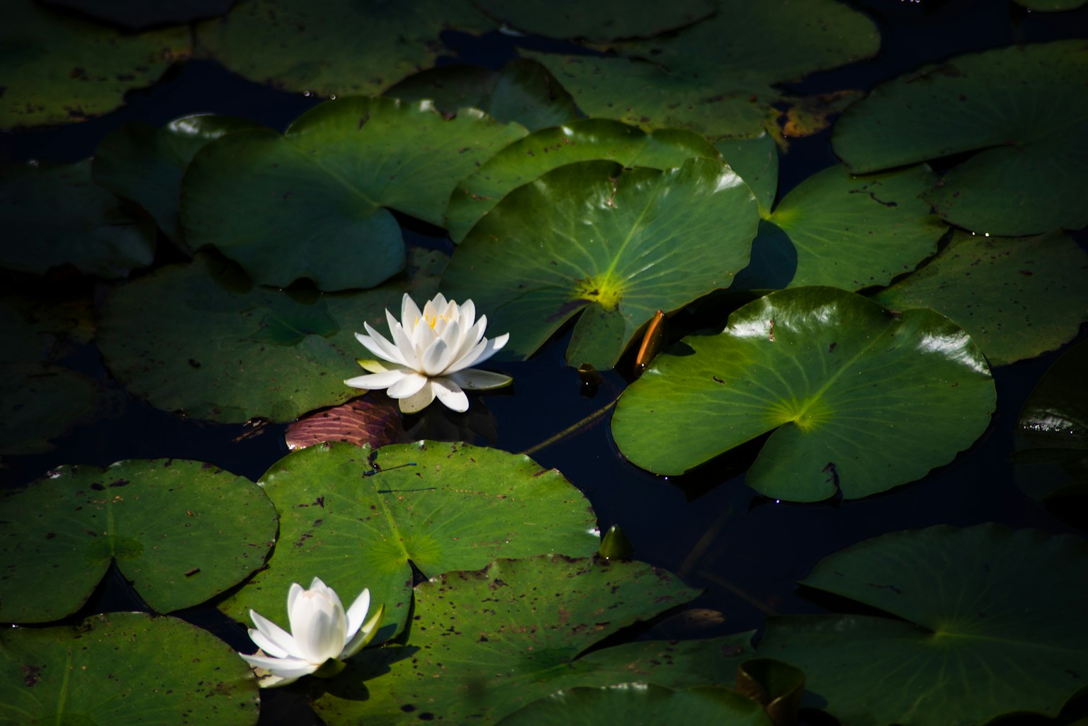 White water lilies floating on a dark pond surrounded by green lily pads
