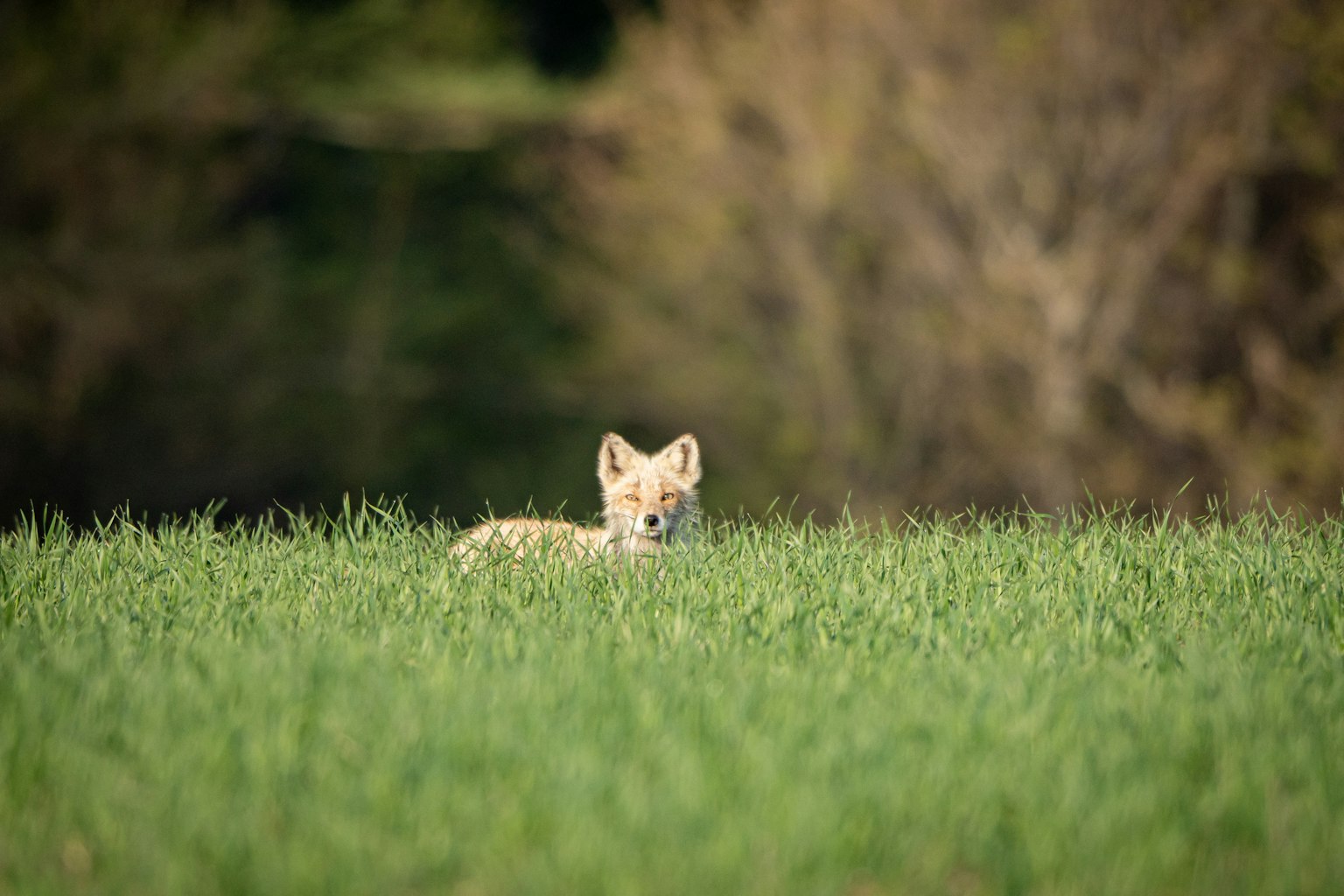 Ein junger Kojote, der durch hohes grünes Gras auf einem Feld schaut