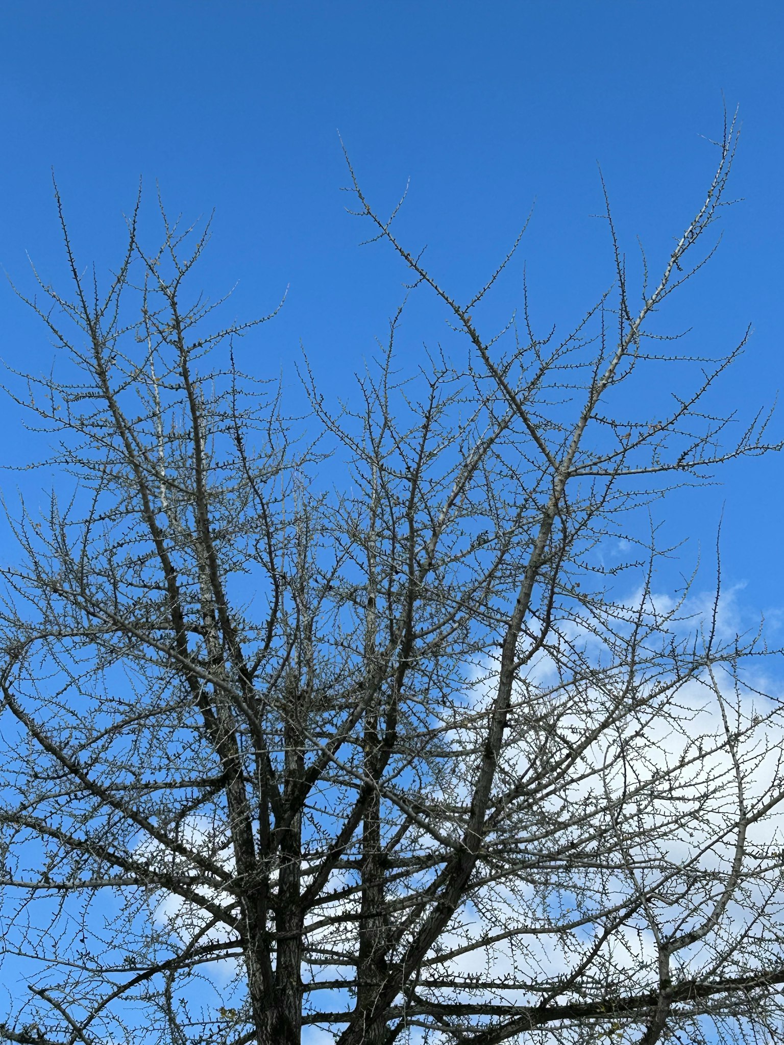Bare branches of a tree against a clear blue sky
