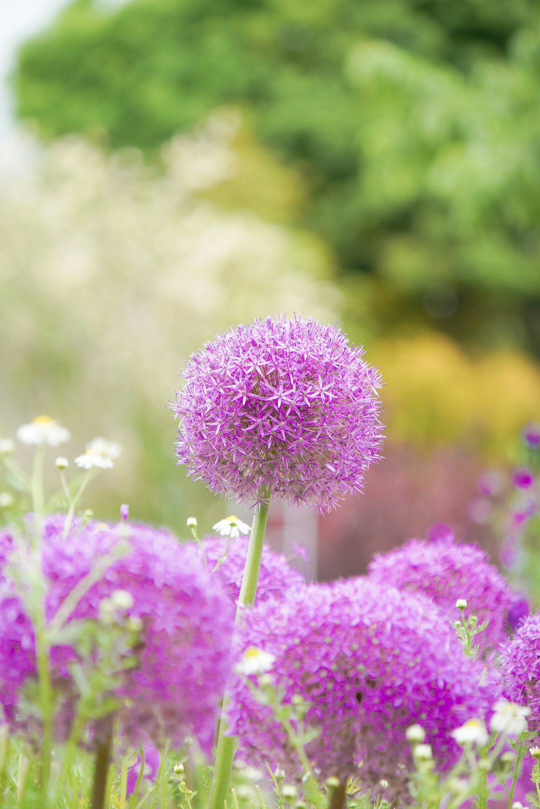 紫のアリウム（ギガンチウム）の花とボケた花畑