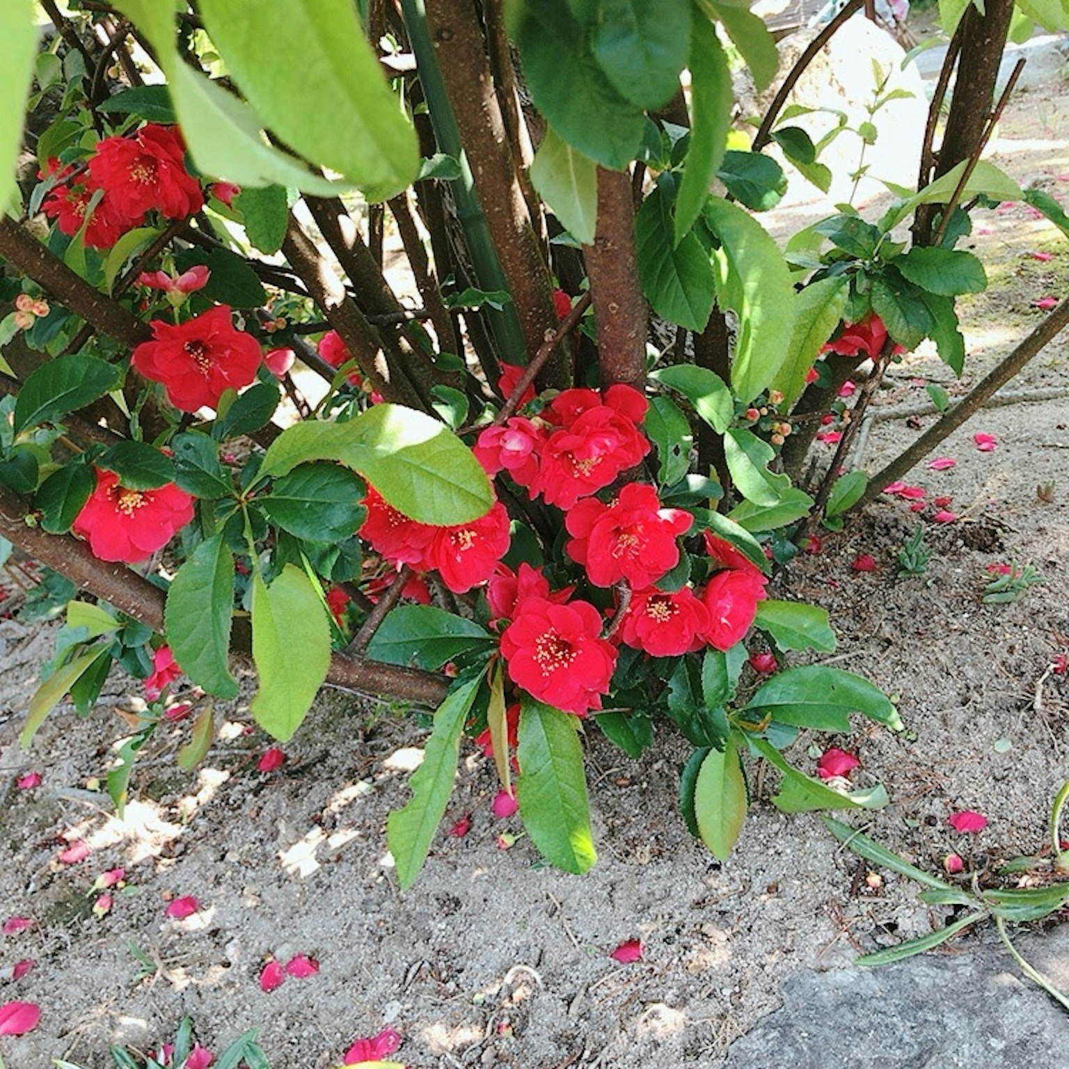 Un gruppo di fiori rossi vivaci che fioriscono su un cespuglio con petali sparsi a terra