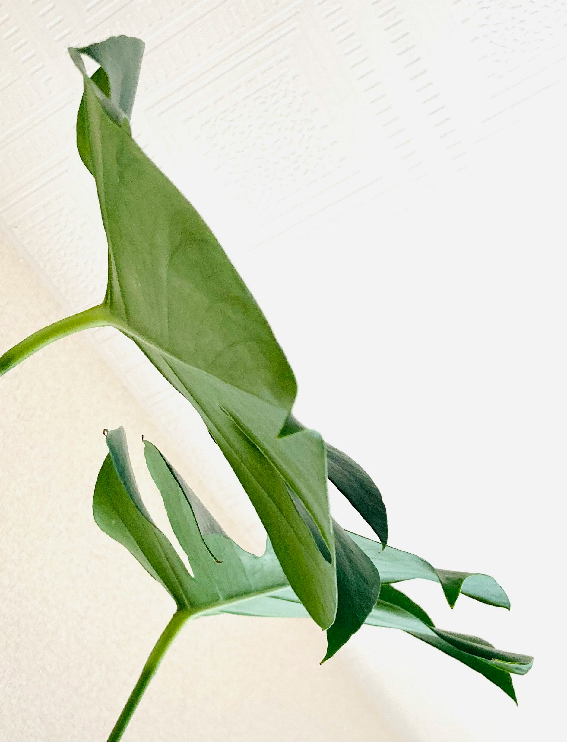白背景に伸びる観葉植物の葉