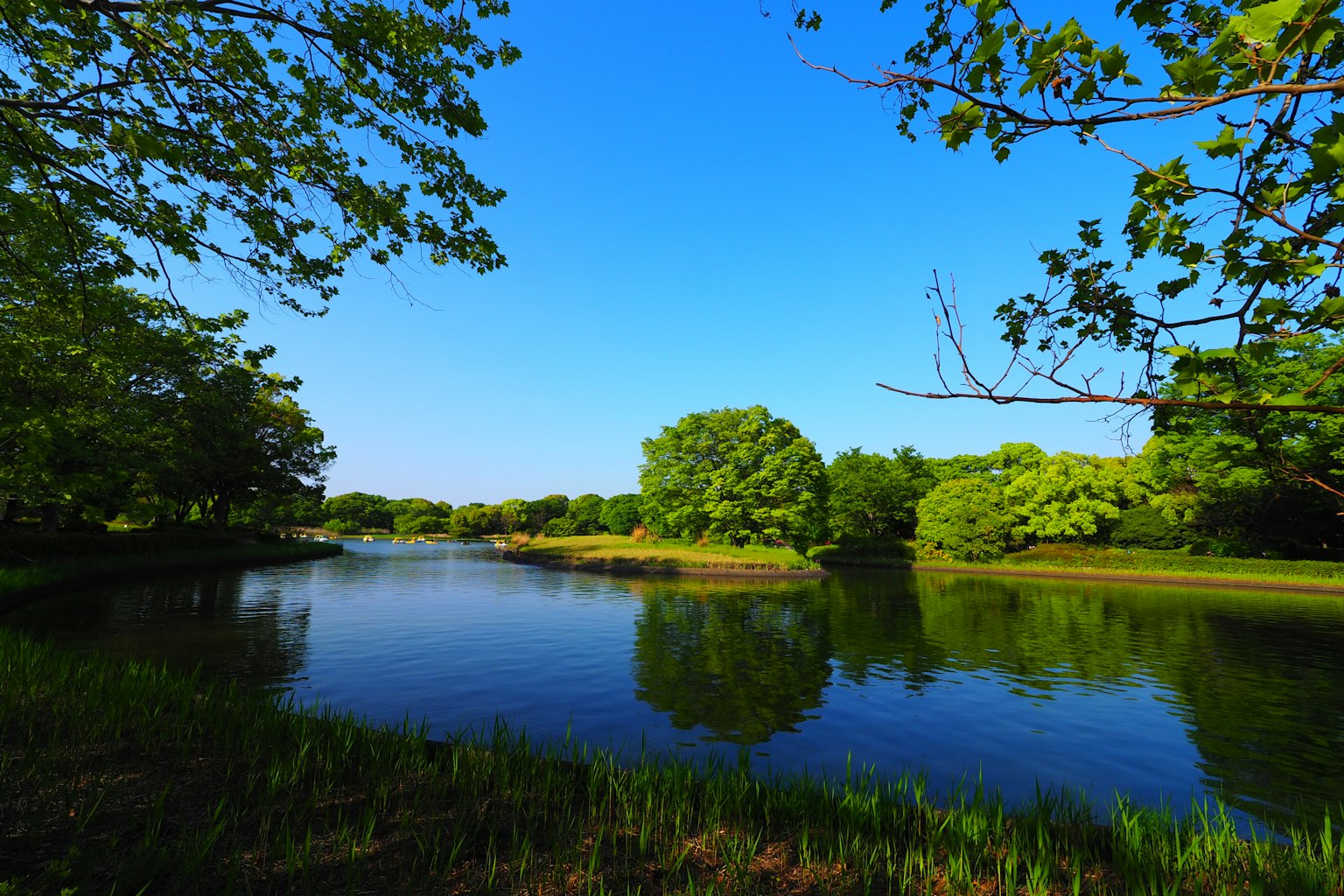 Ein ruhiger See umgeben von grünen Bäumen und einem klaren blauen Himmel