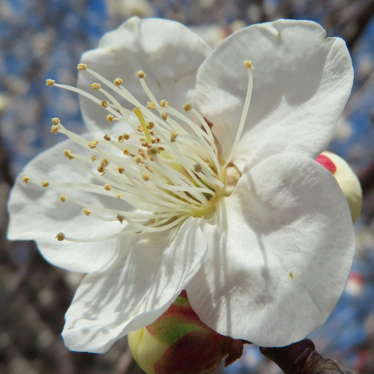Primo piano di un fiore di albicocca con petali bianchi e stami gialli